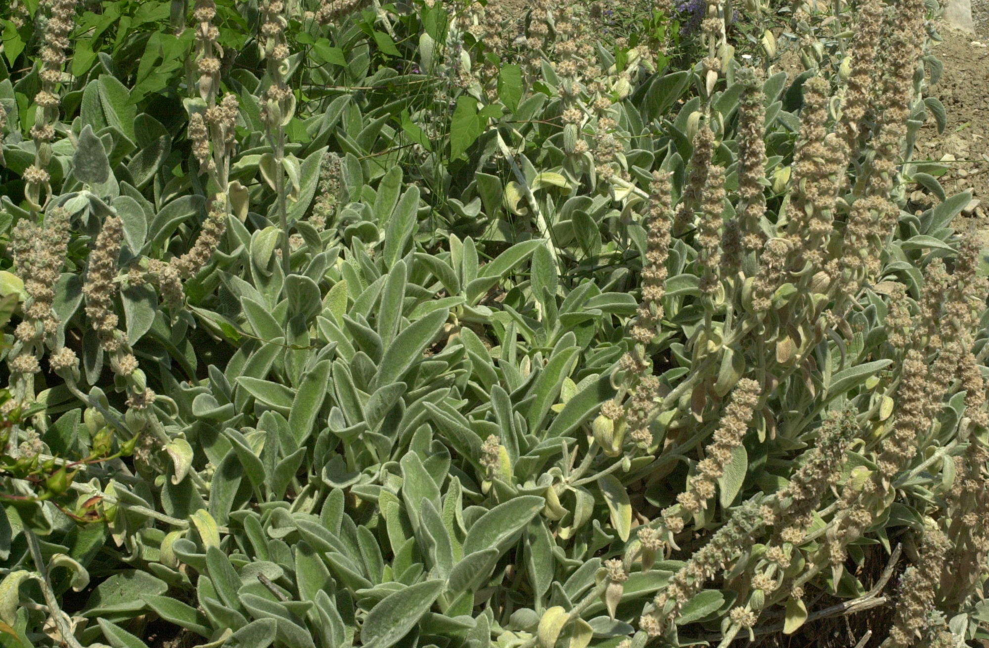 salvia_officinalis5md