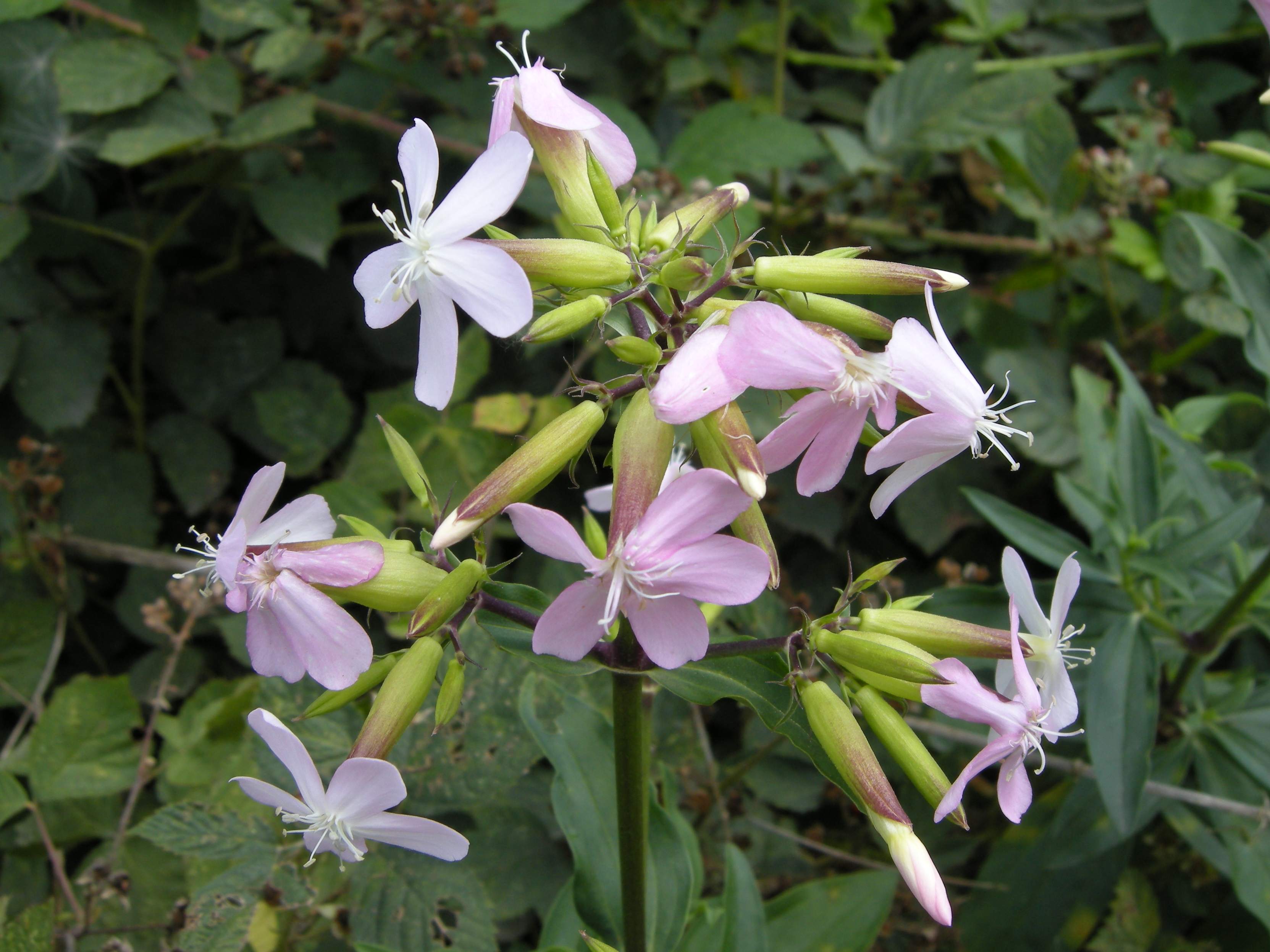 Afficher le média saponaria_officinalis3md saponaria_officinalis3md