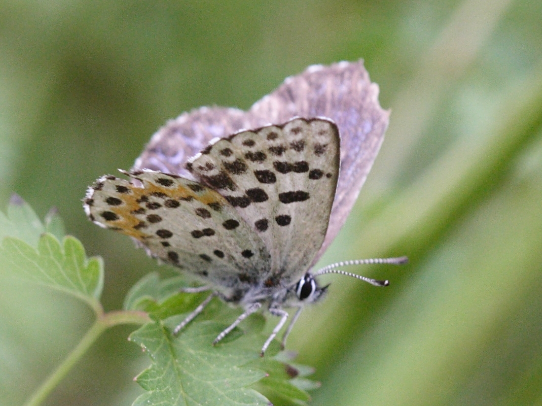 scolitantides_orion2md