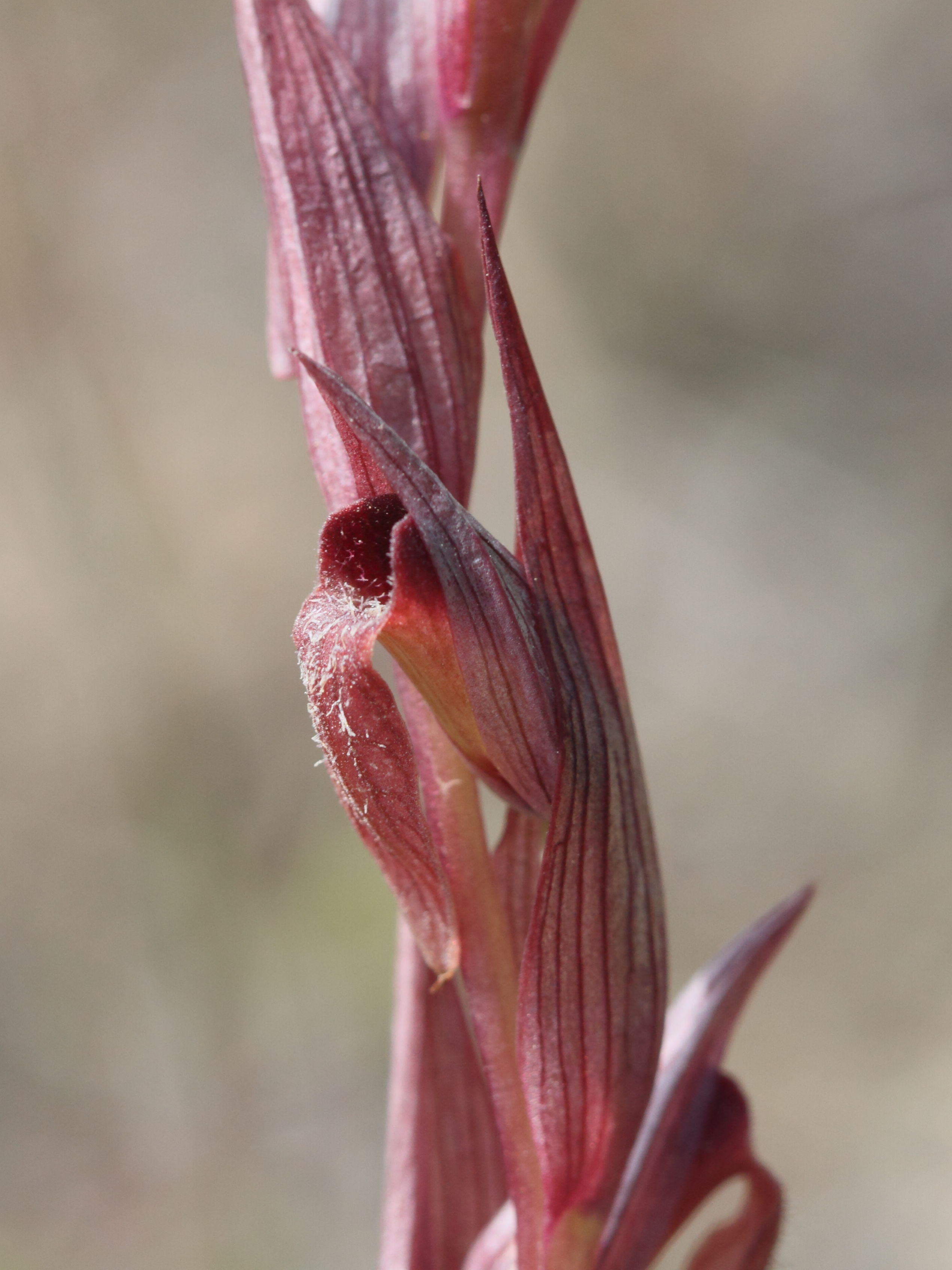 serapias_bergonii2bd