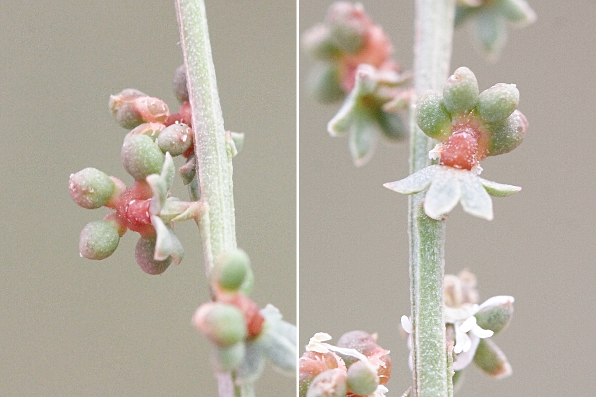 sesamoides_purpurascens3md