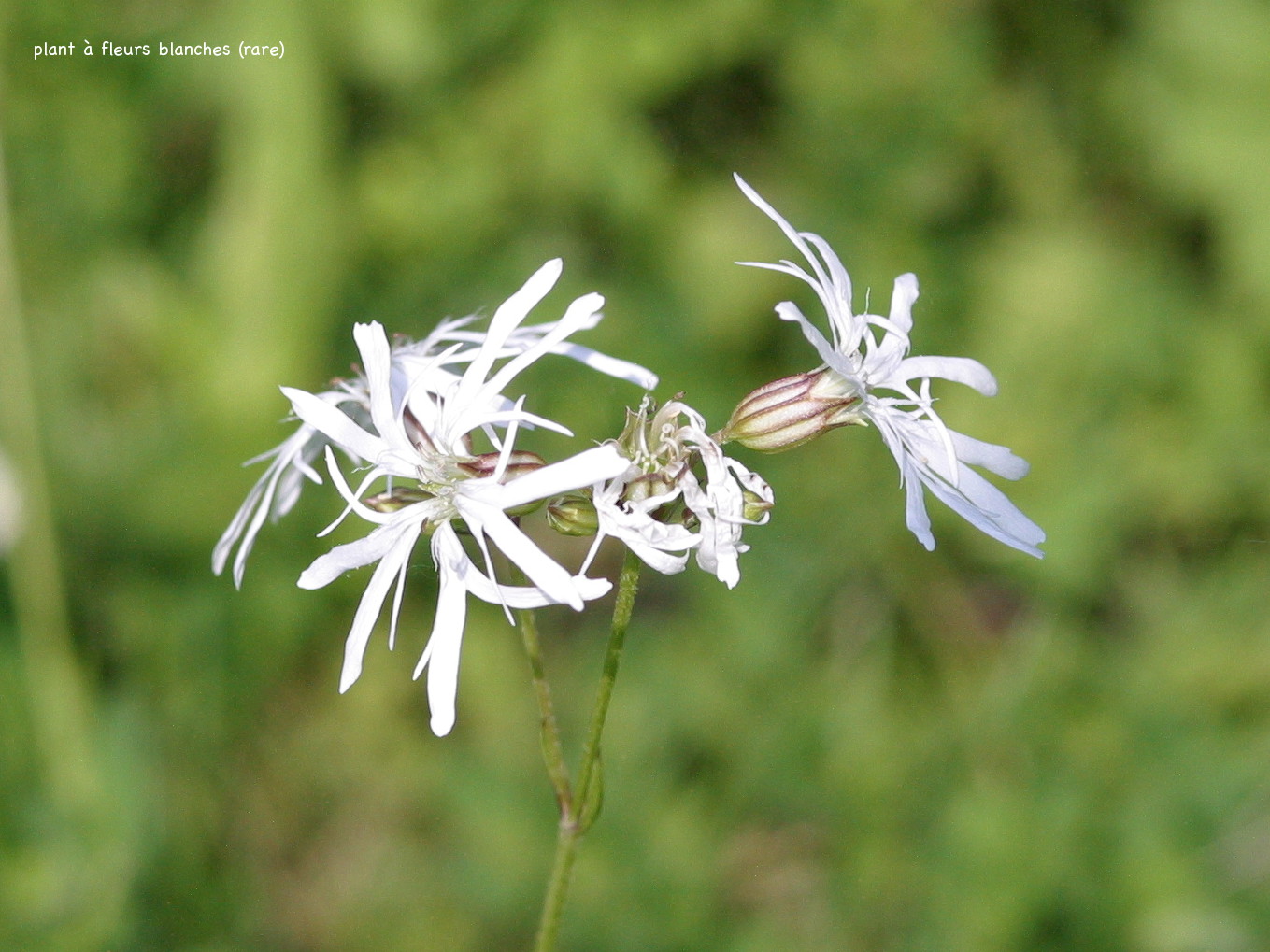 silene_flos-cuculi4bd