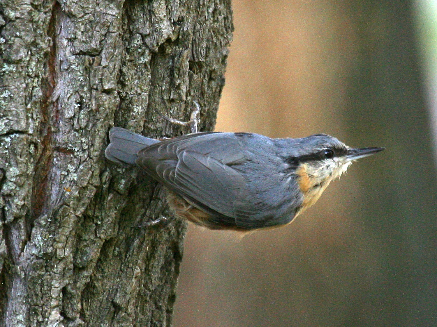 sittelle_torchepot_-_sitta_europaea6bd