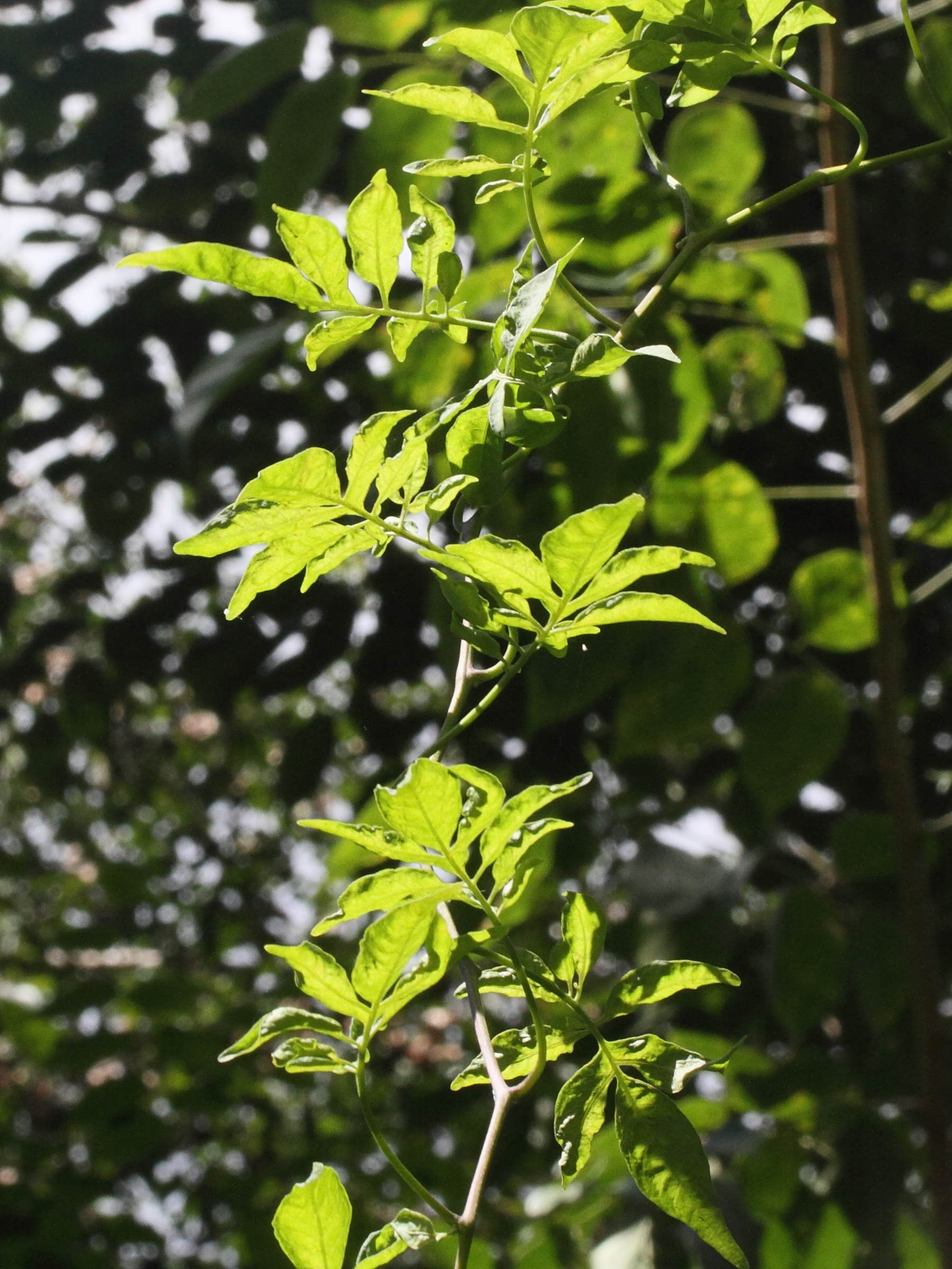 solanum_seaforthianum2md