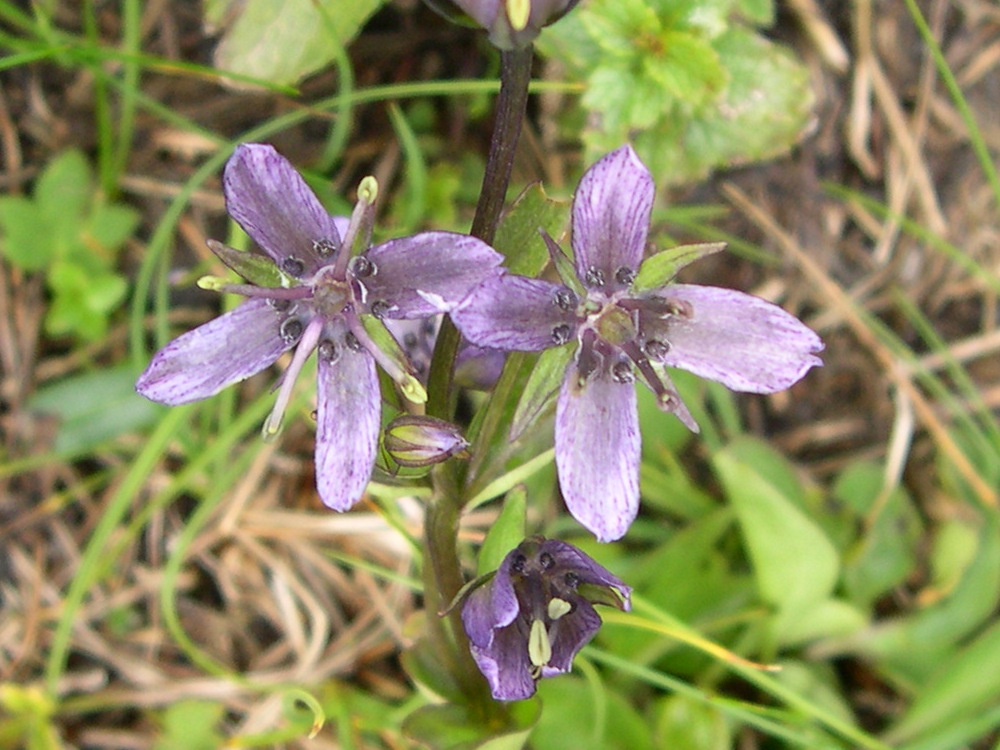 Afficher le média swertia_perennis2bmd swertia_perennis2bmd