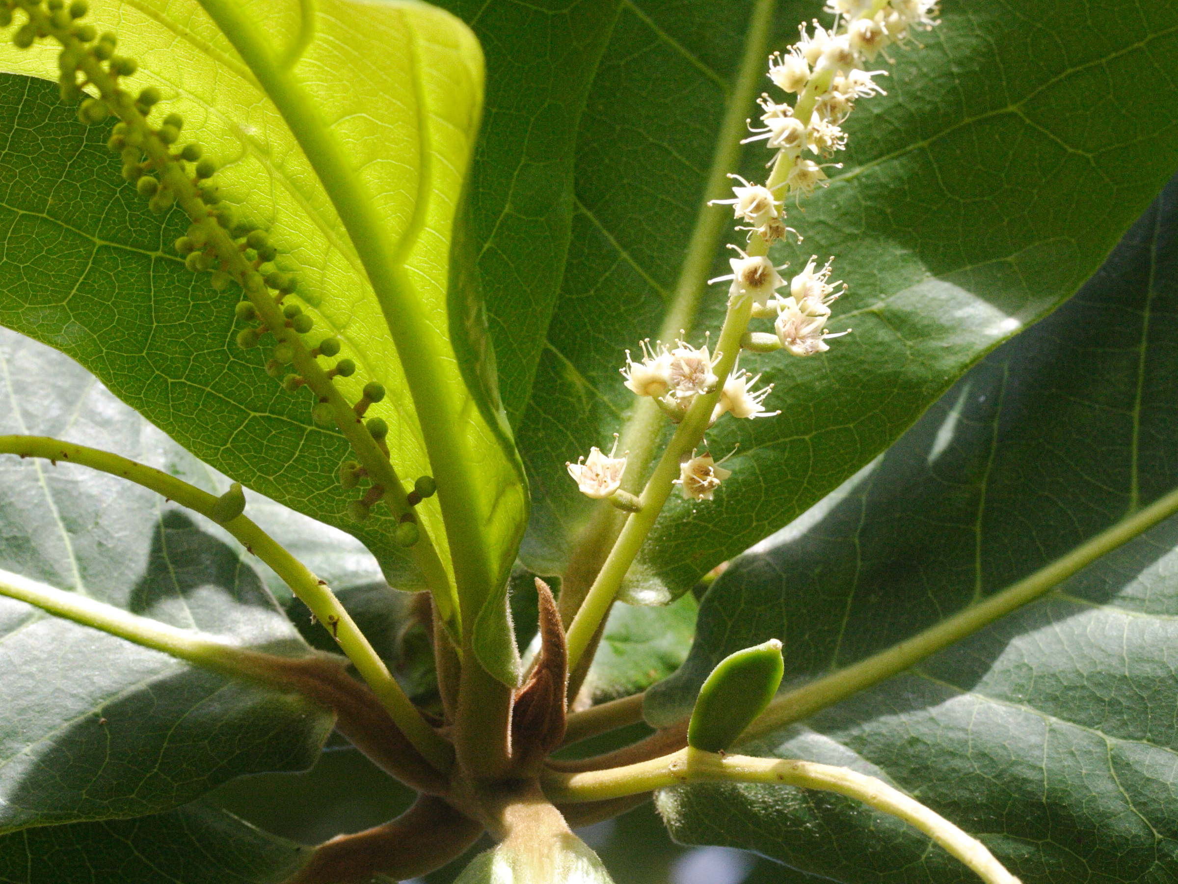 terminalia_catappa3md