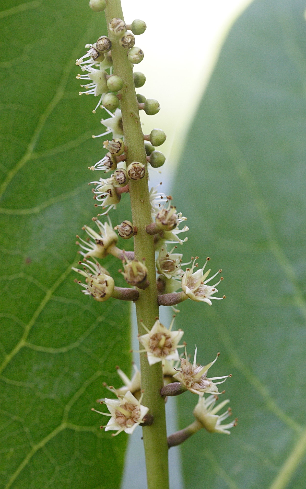 terminalia_catappa9md