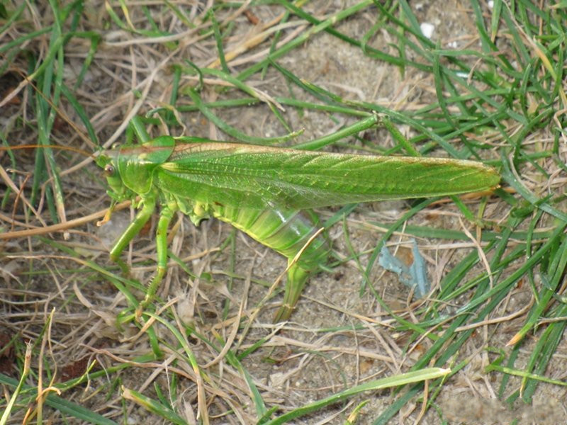 tettigonia_viridissima5mv