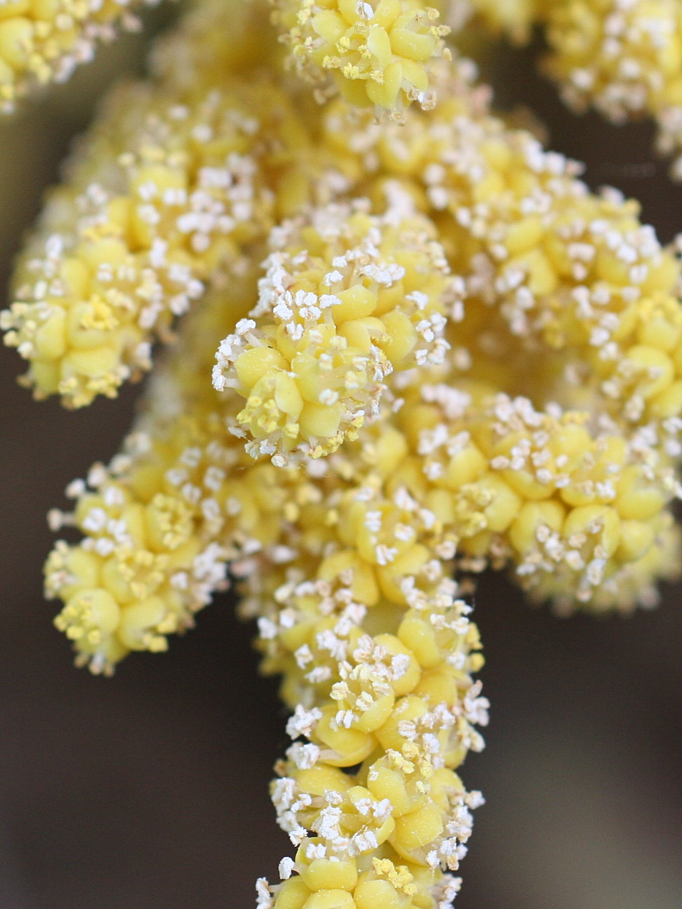 Afficher le média trachycarpus_fortunei6md trachycarpus_fortunei6md