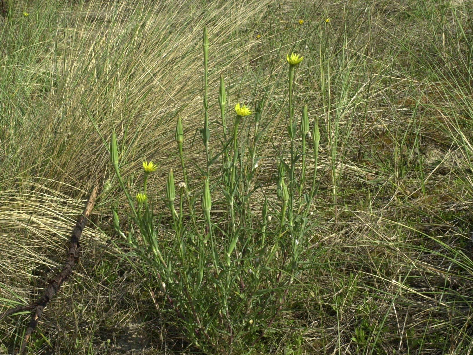 Afficher le média tragopogon_dubius1md tragopogon_dubius1md