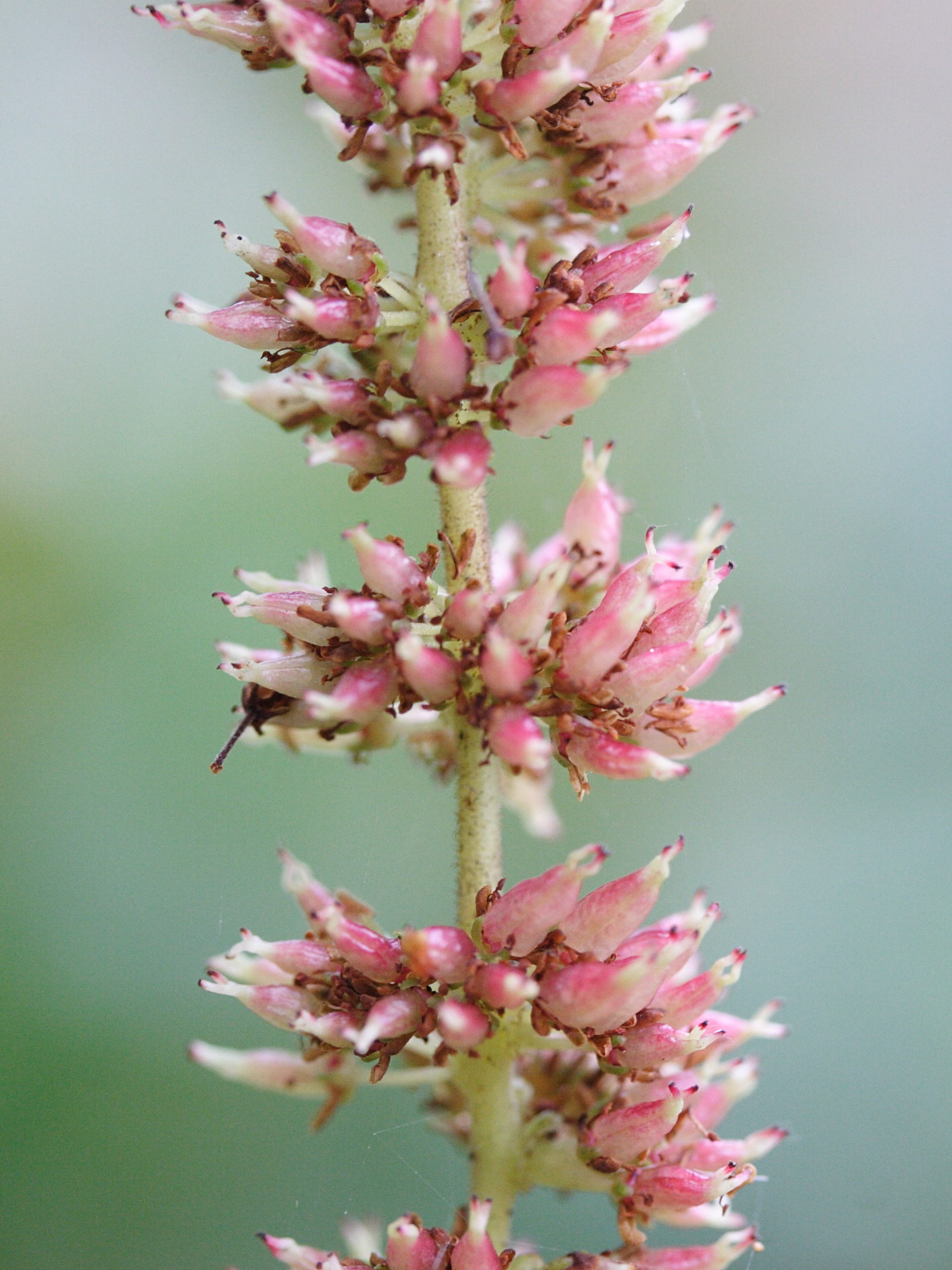 weinmannia_tinctoria6md