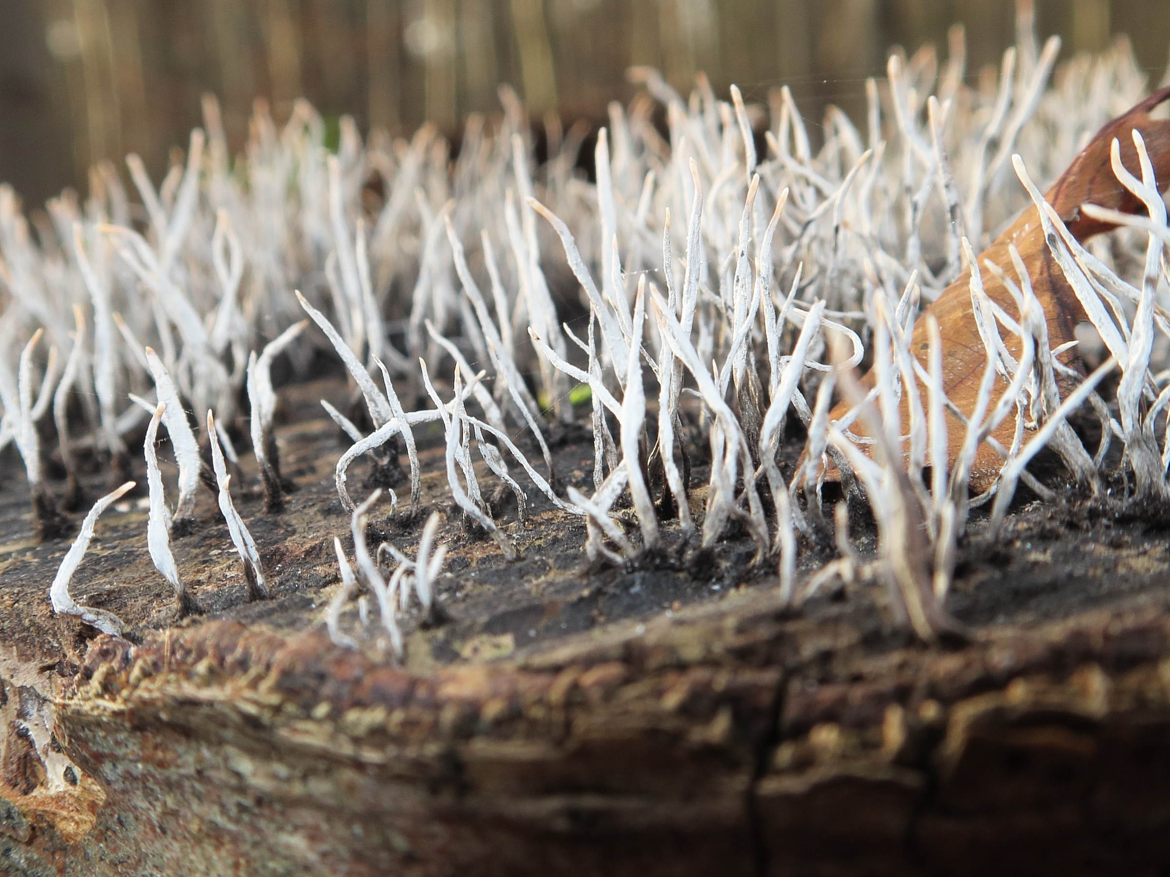 xylaria_hypoxylon5md