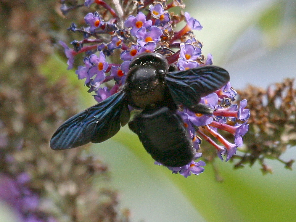 xylocopa_violacea4bd