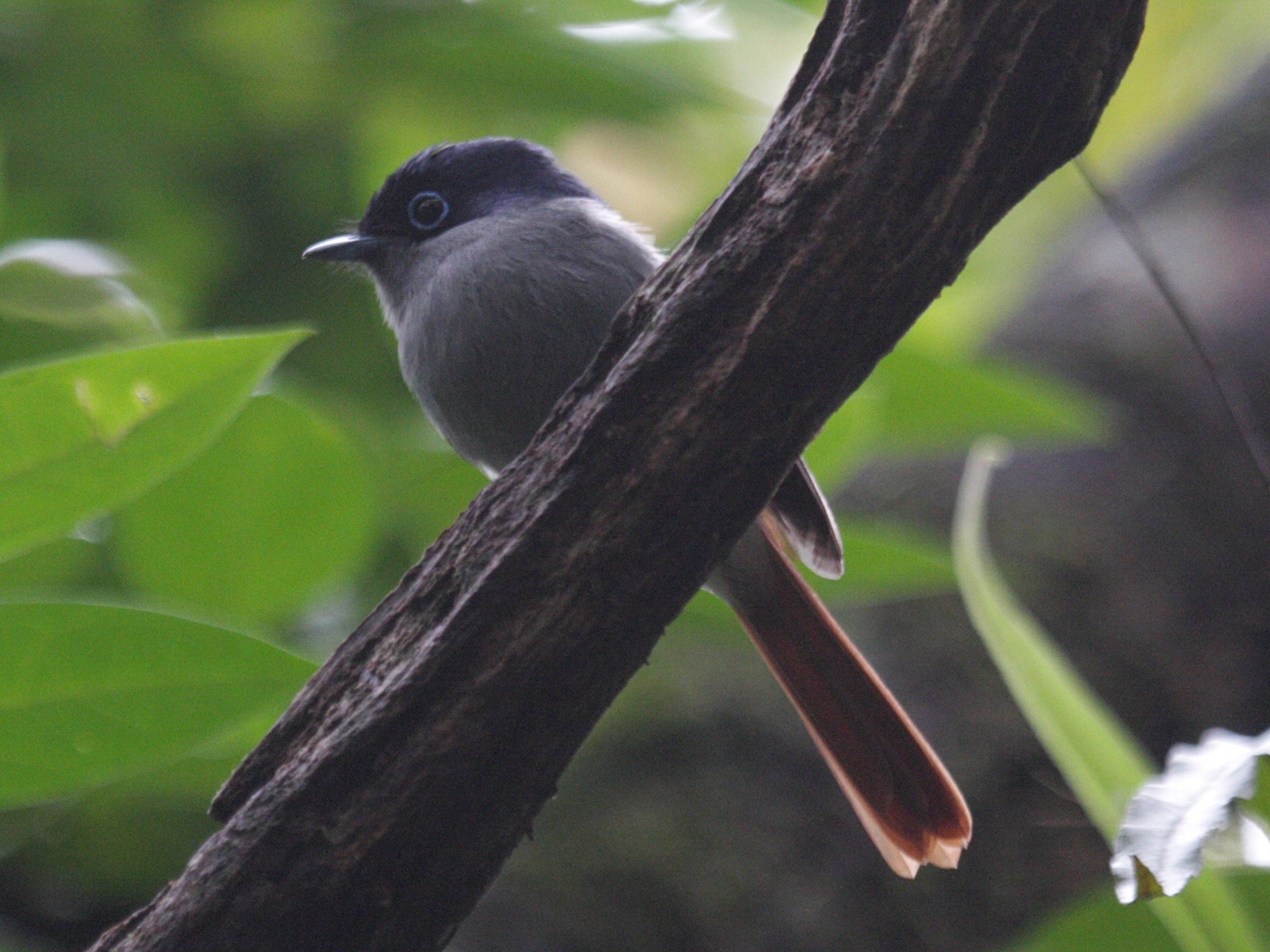 zoizo_la_vierge_-_terpsiphone_bourbonnensis3bd