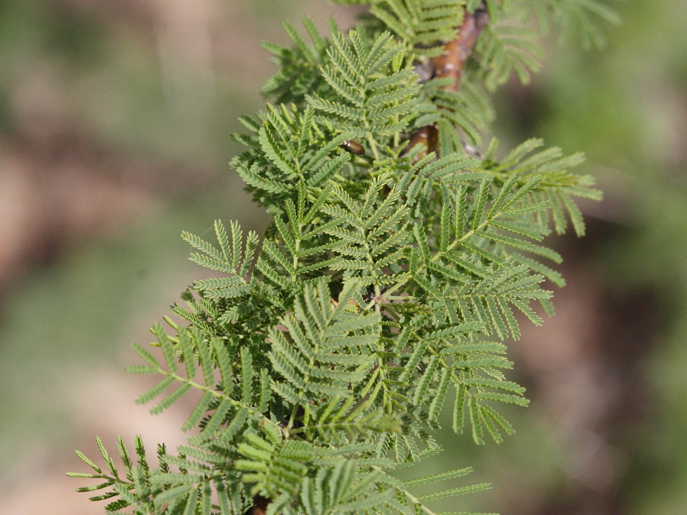 Afficher le média acacia_caven2md acacia_caven2md