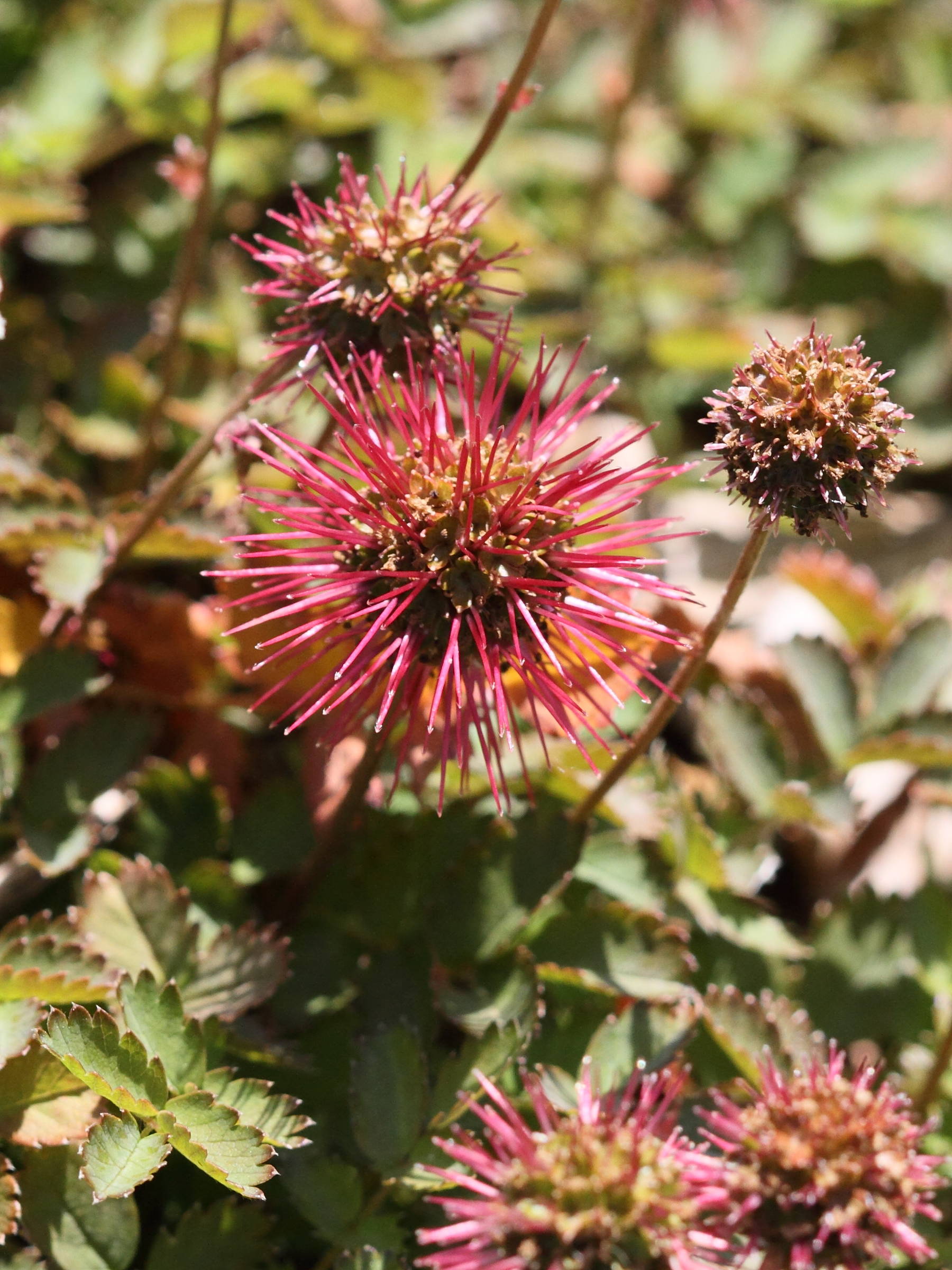 acaena_buchananii2bd