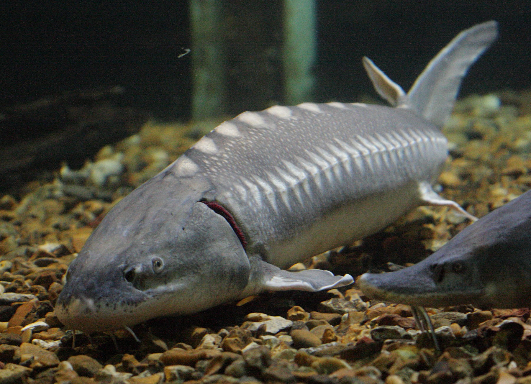 acipenser_naccarii1bd