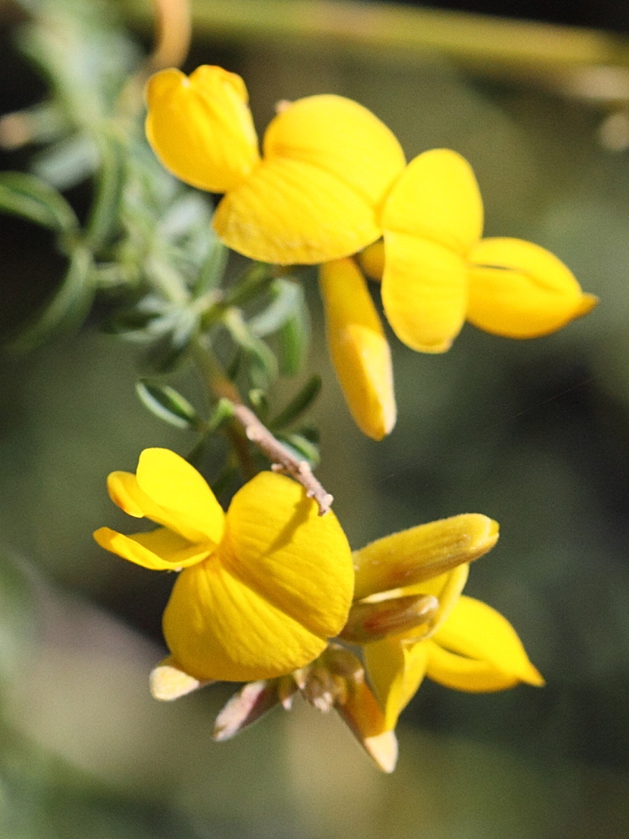 Afficher le média adenocarpus_telonensis3md adenocarpus_telonensis3md