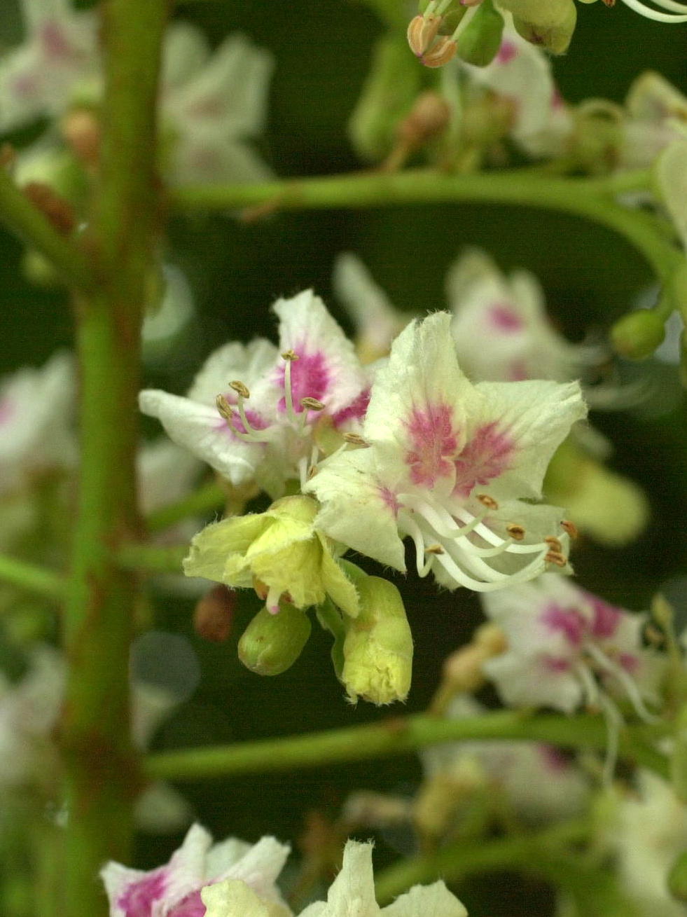 Afficher le média aesculus_hippocastanum5bmd aesculus_hippocastanum5bmd