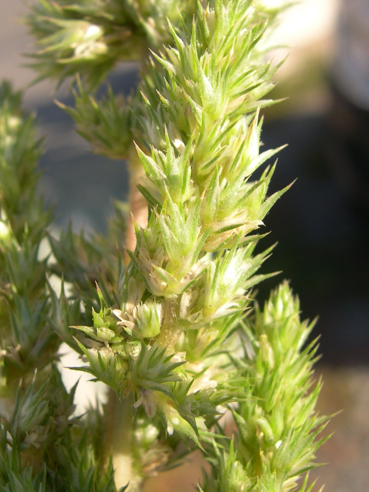 Afficher le média amaranthus_retroflexus3md amaranthus_retroflexus3md