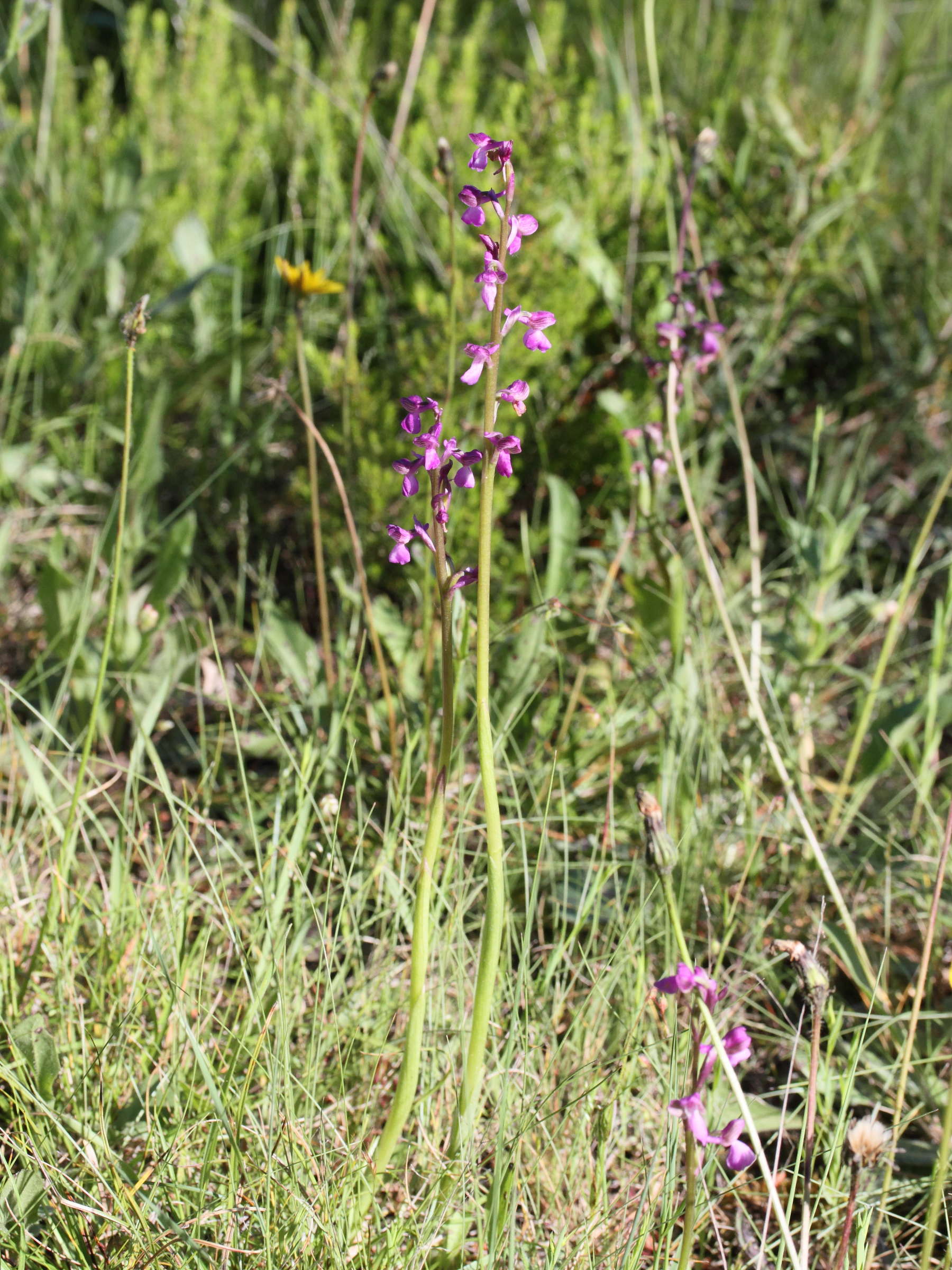 anacamptis_picta2md