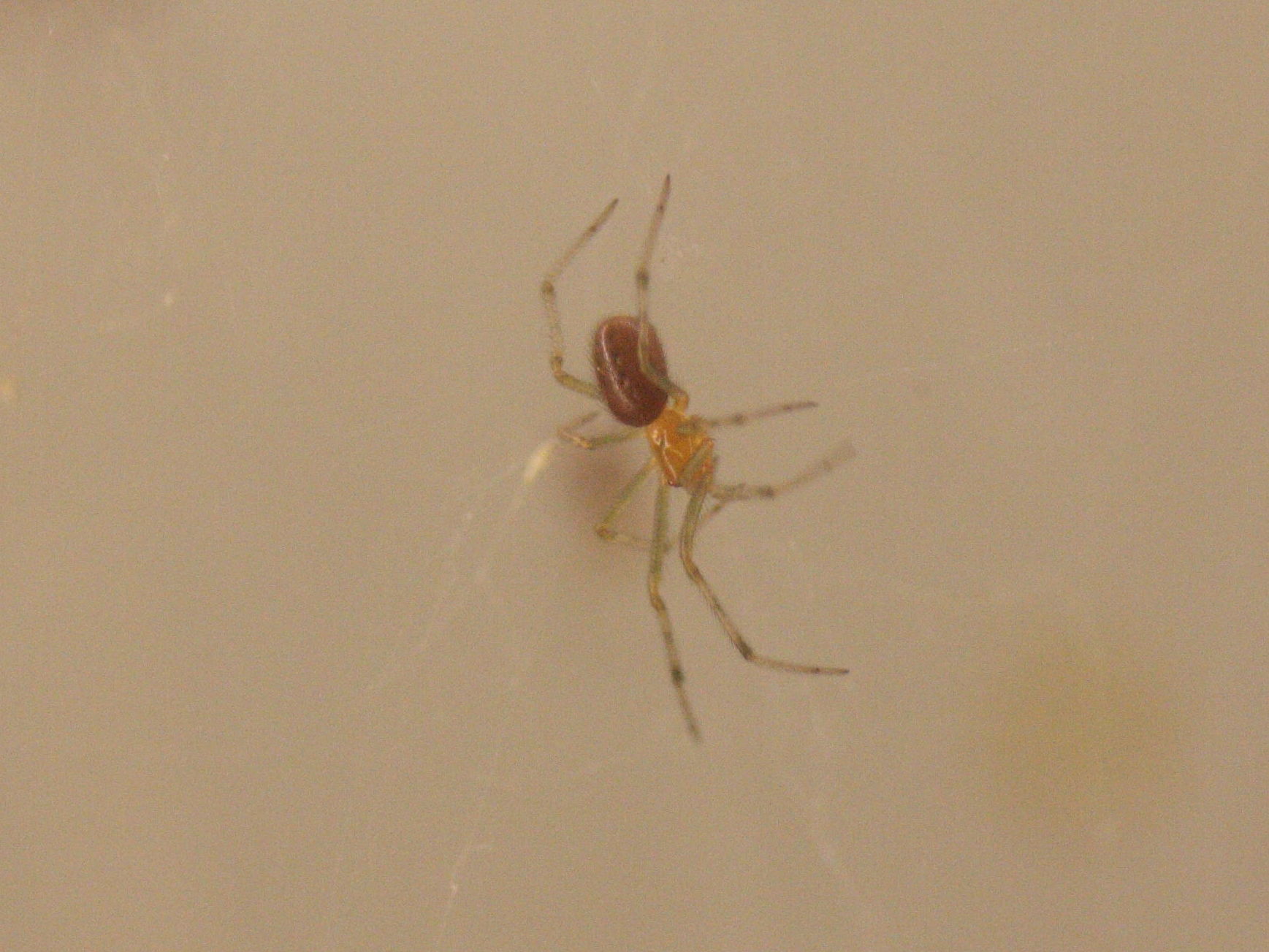 anelosimus_eximius1md