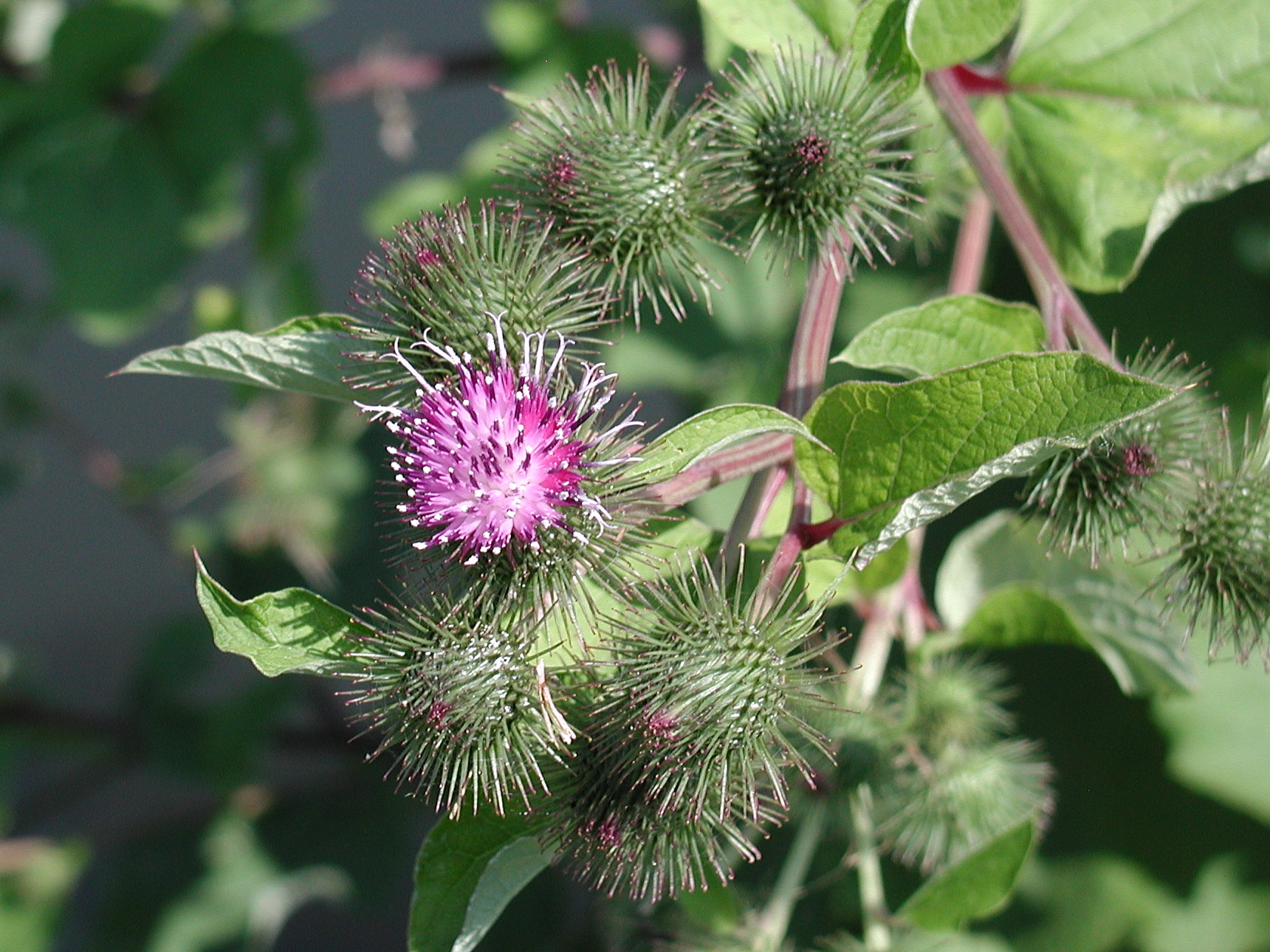 arctium_lappa2md