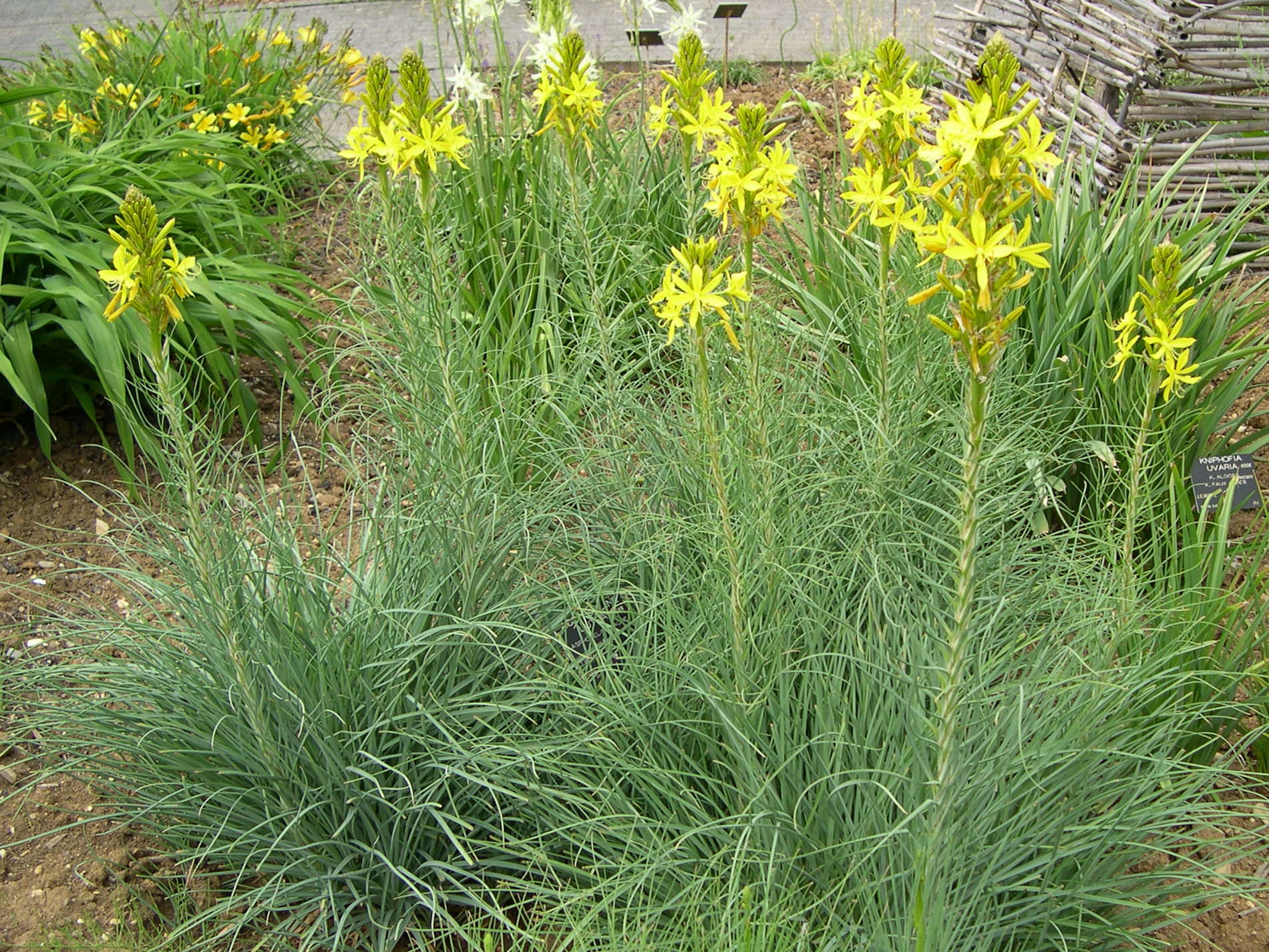 asphodeline_lutea2md