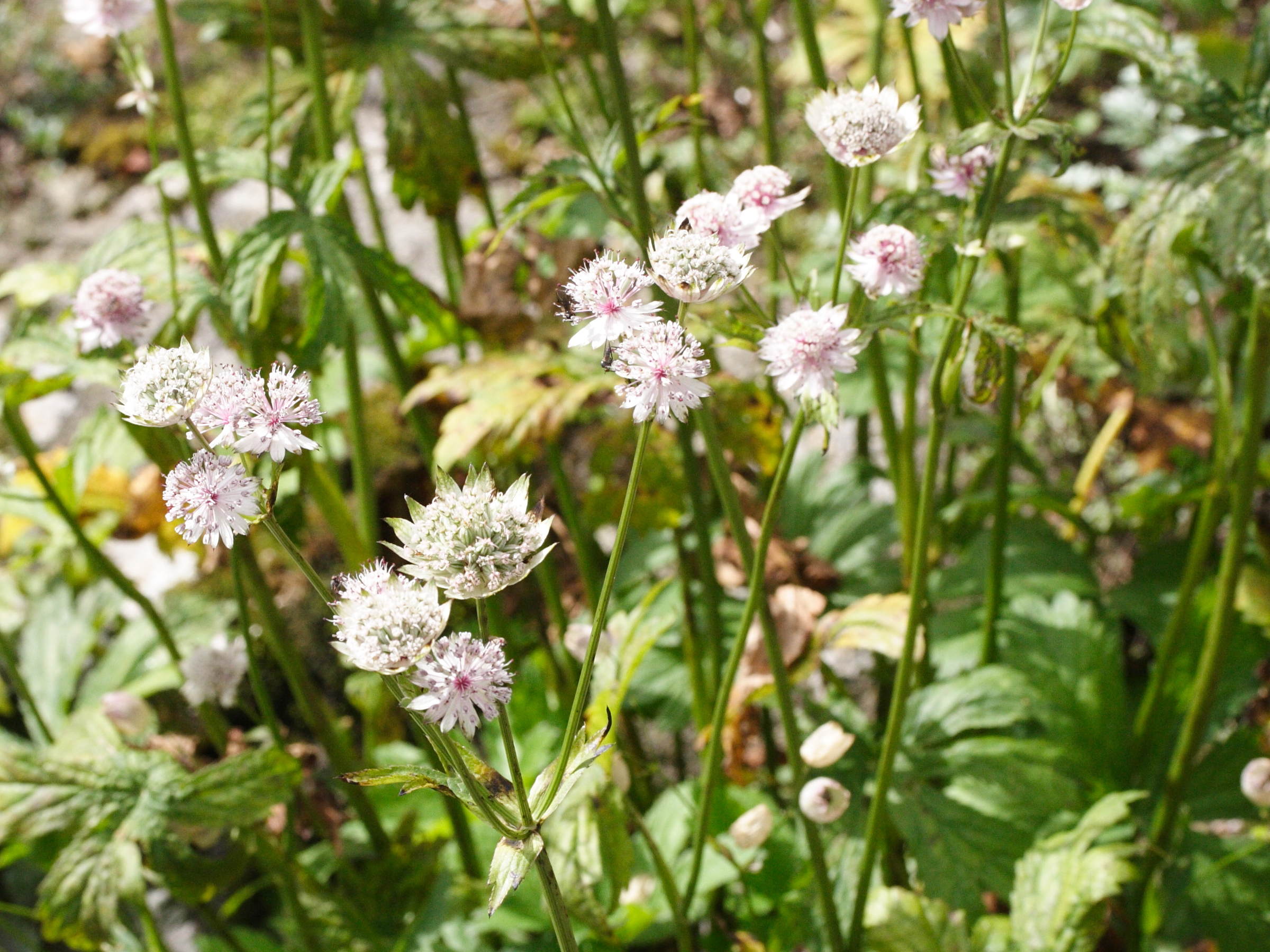 astrantia_major3md