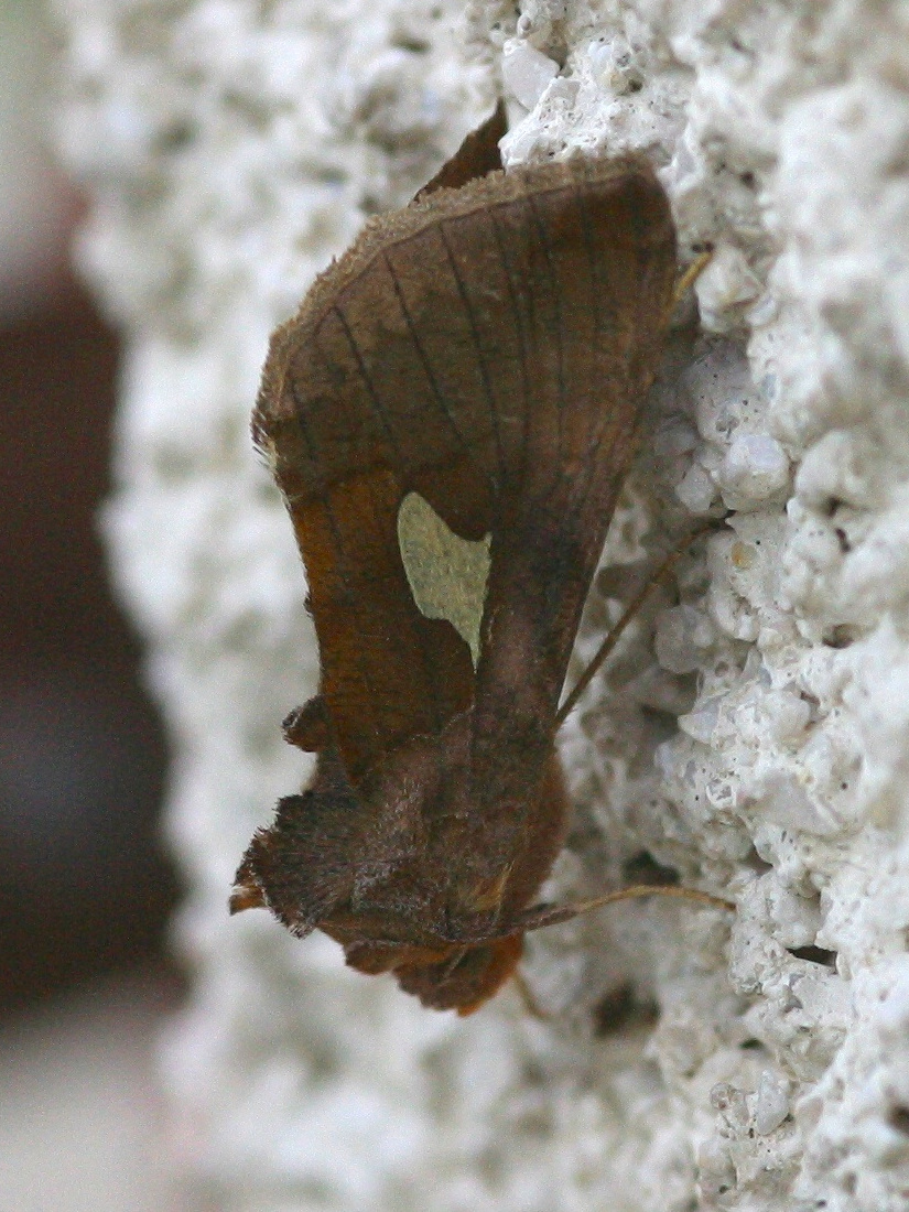 autographa_bractea1md