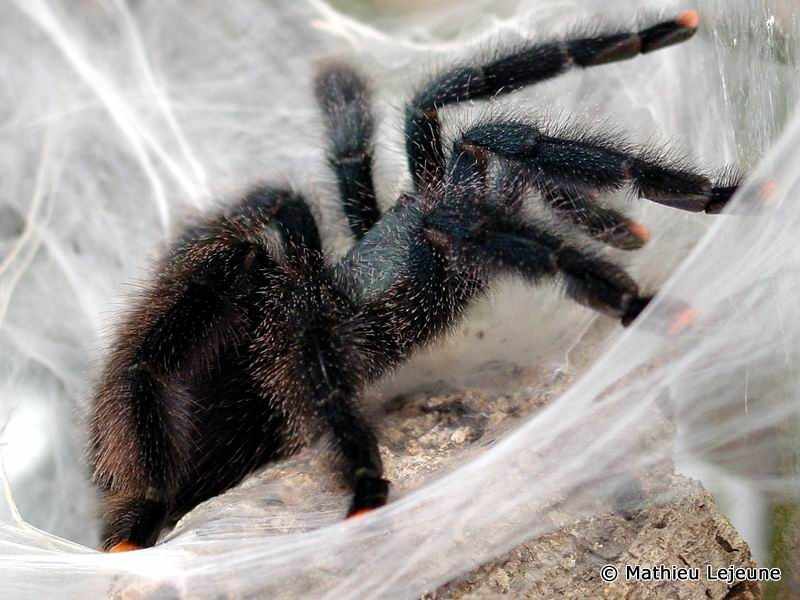 avicularia_metallica2ml