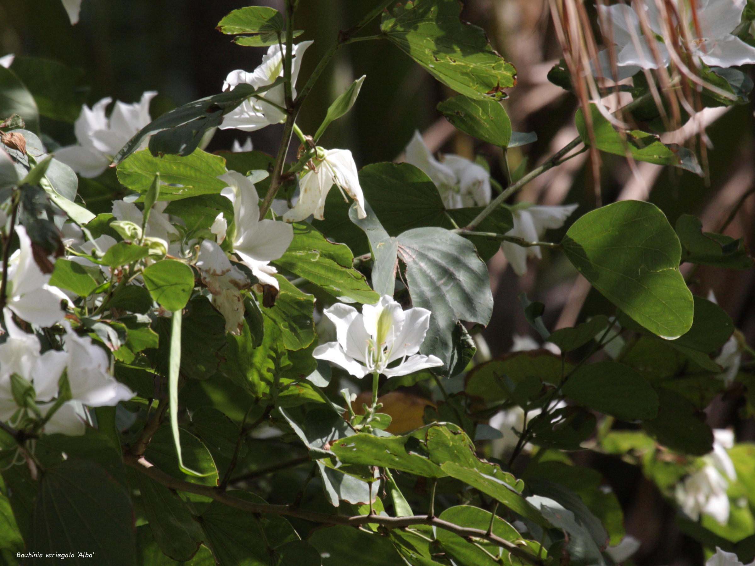 Afficher le média bauhinia_variegata_alba1md bauhinia_variegata_alba1md