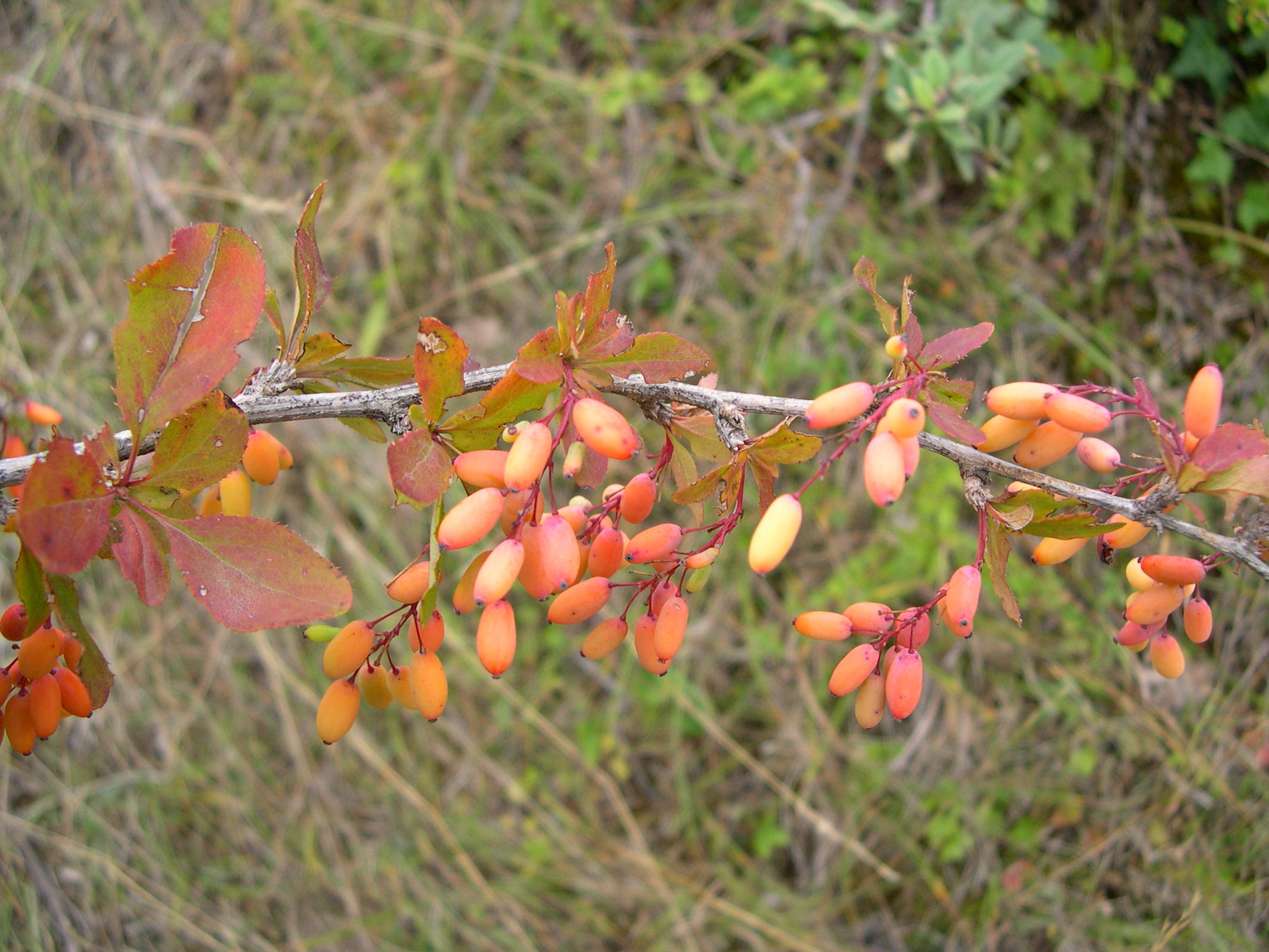 berberis_vulgaris6md