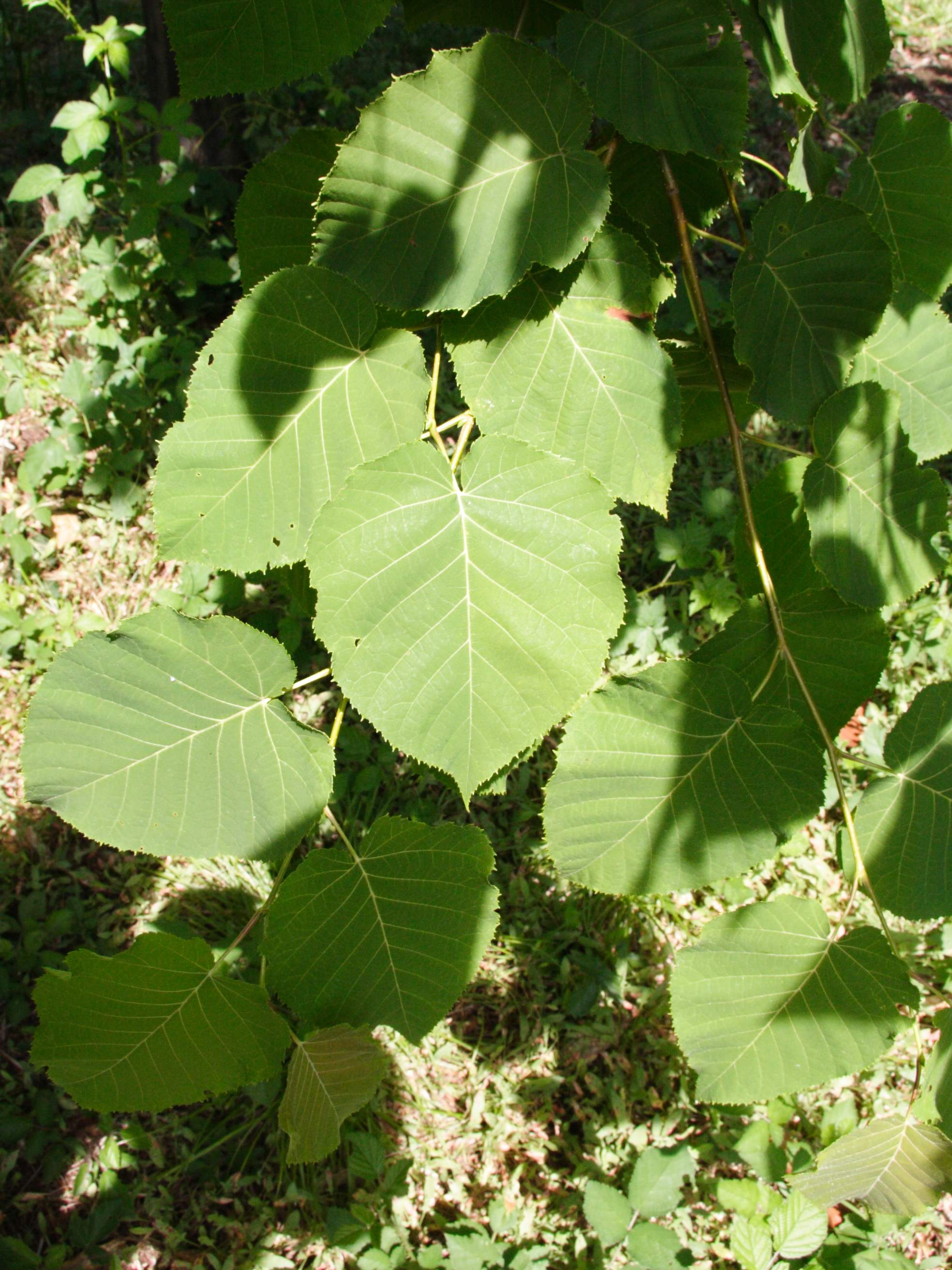 betula_maximowicziana1md