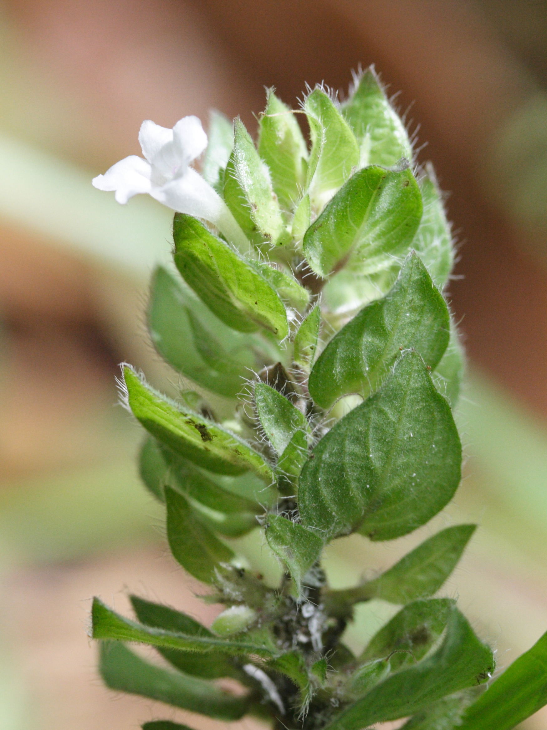 blechum_pyramidatum4md