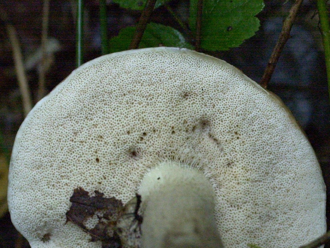 boletus_edulis2bd