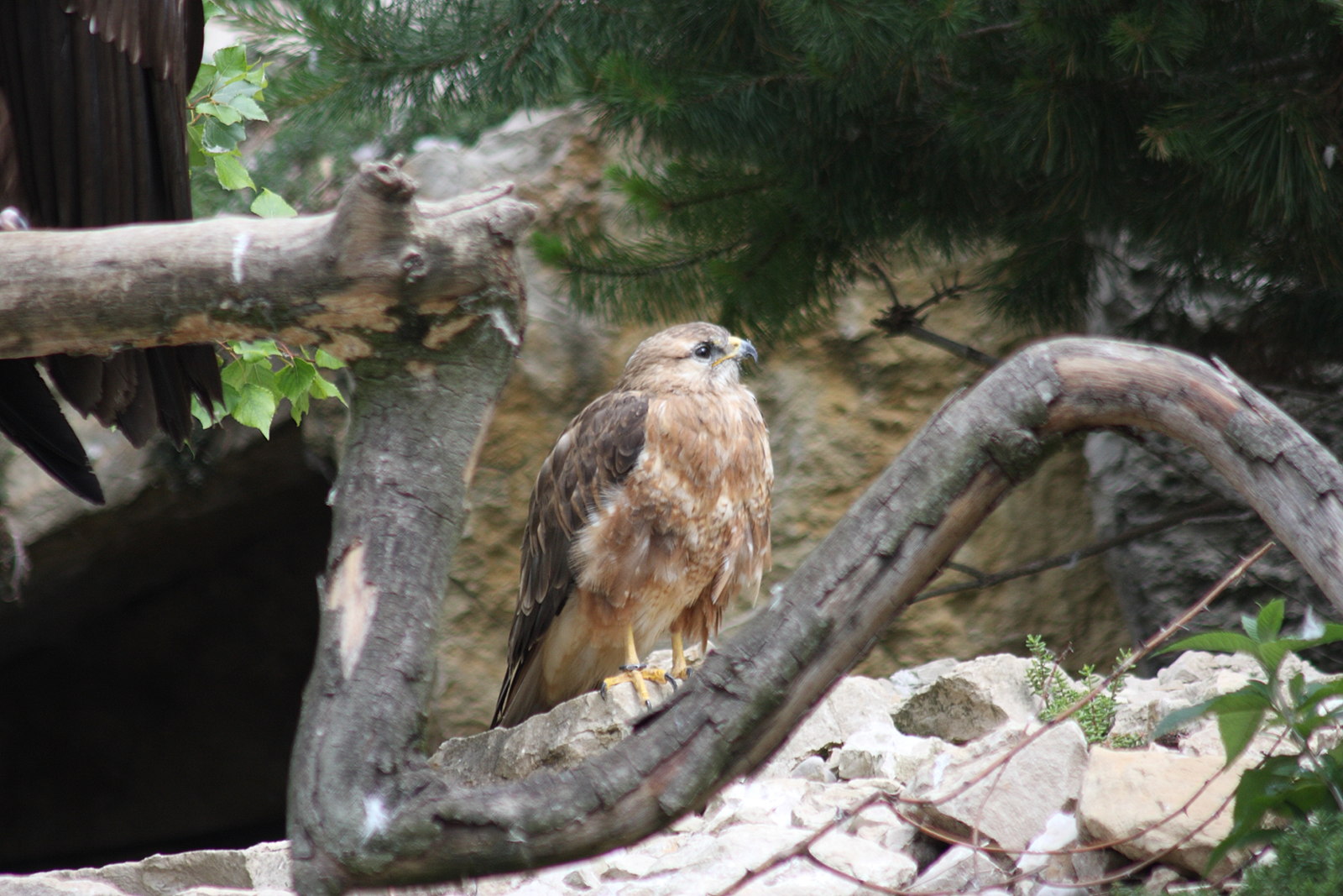 buse_feroce_-_buteo_rufinus1sd