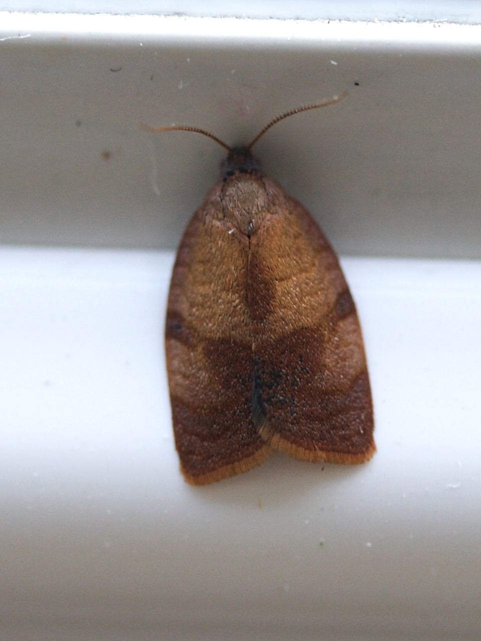 cacoecimorpha_pronubana2md