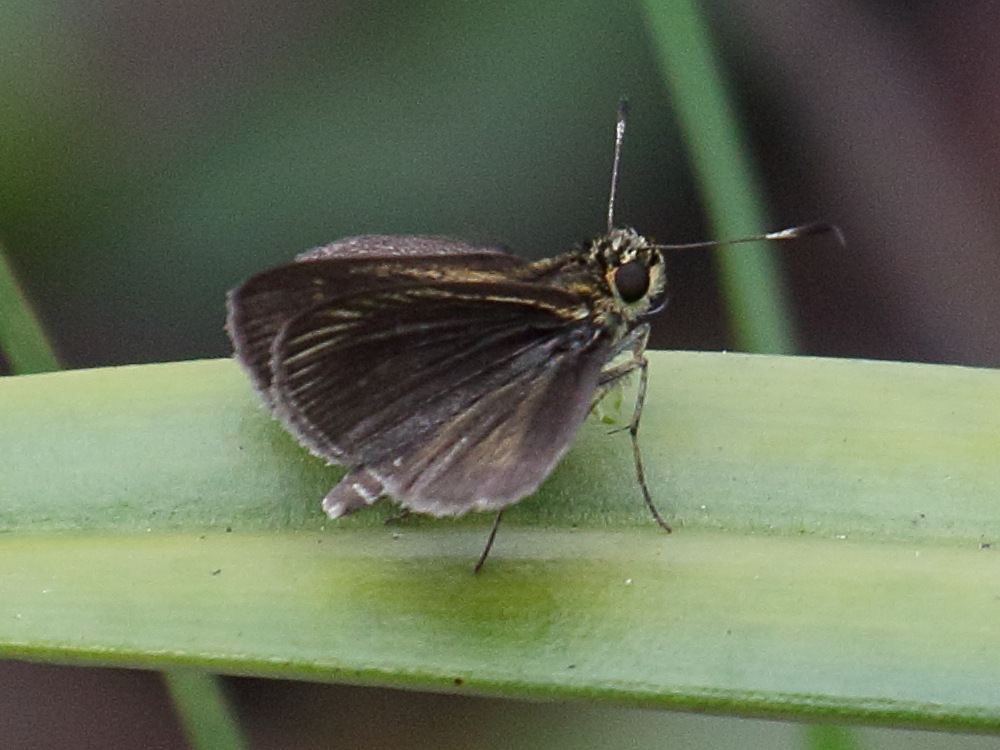 callimormus_radiola_radiola2bd