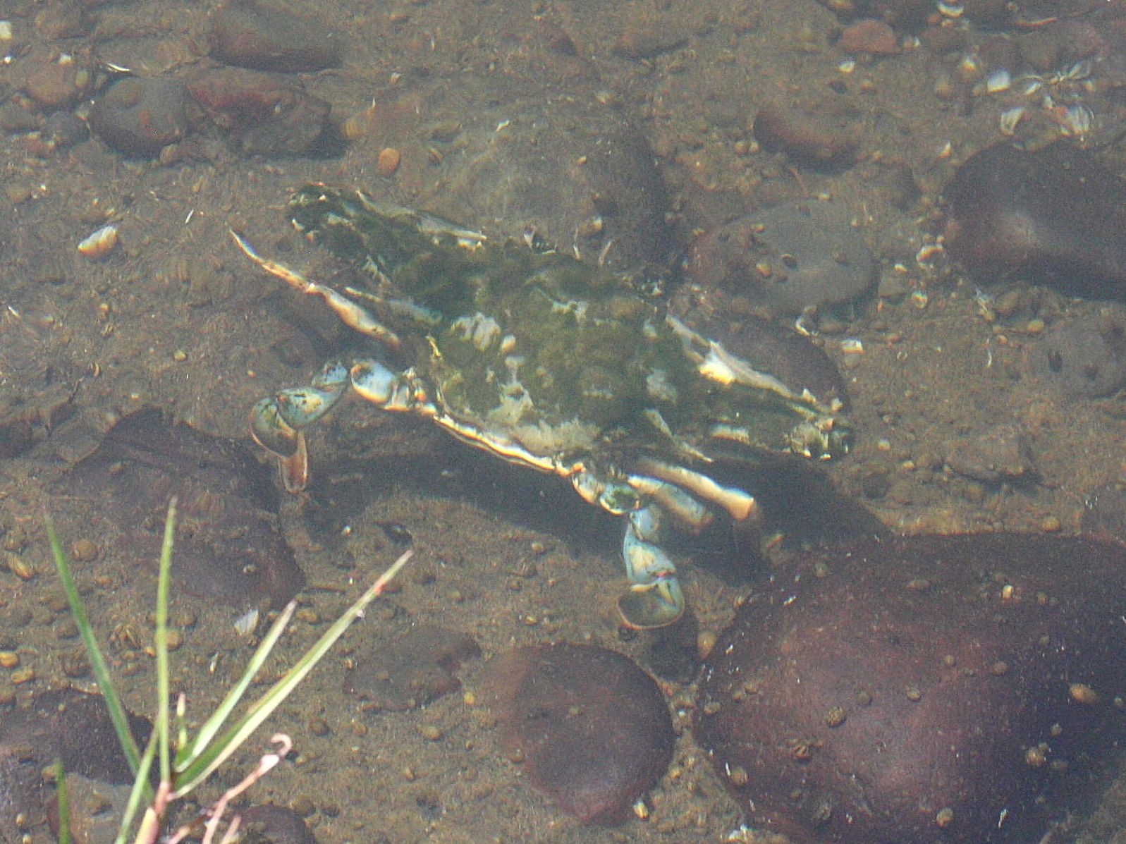 callinectes_sapidus1md