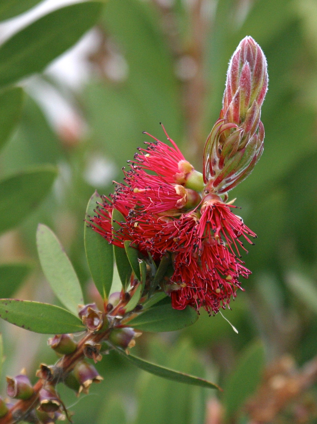 callistemon_citrinus2md