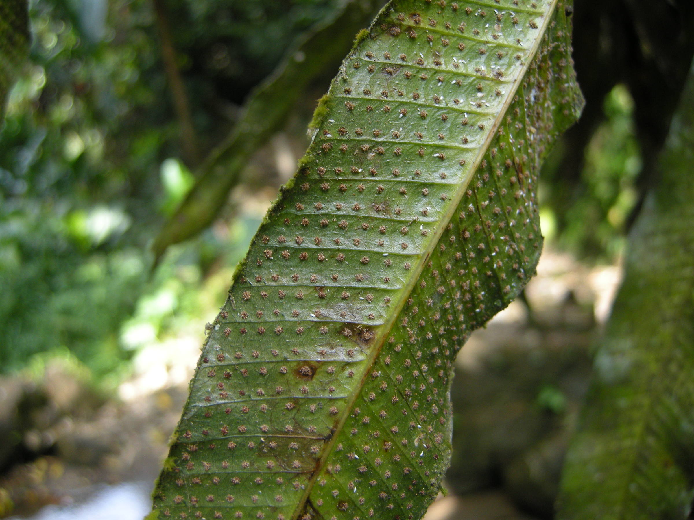 campyloneurum_phyllitidis2md