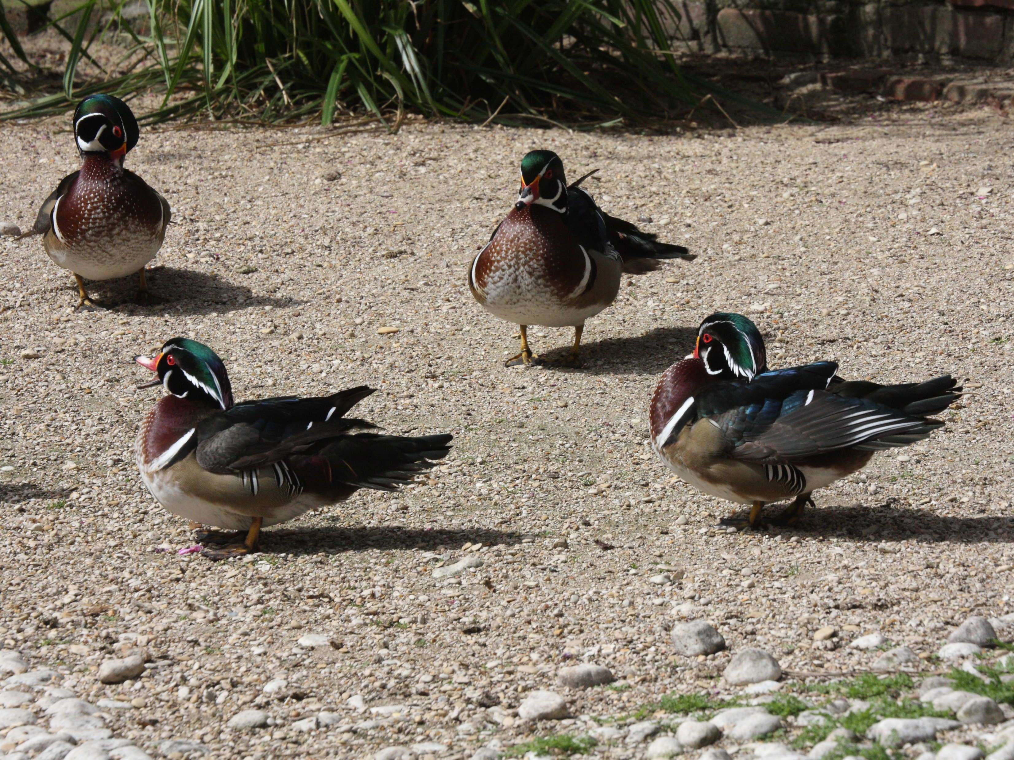 canard_carolin_-_aix_sponsa2md