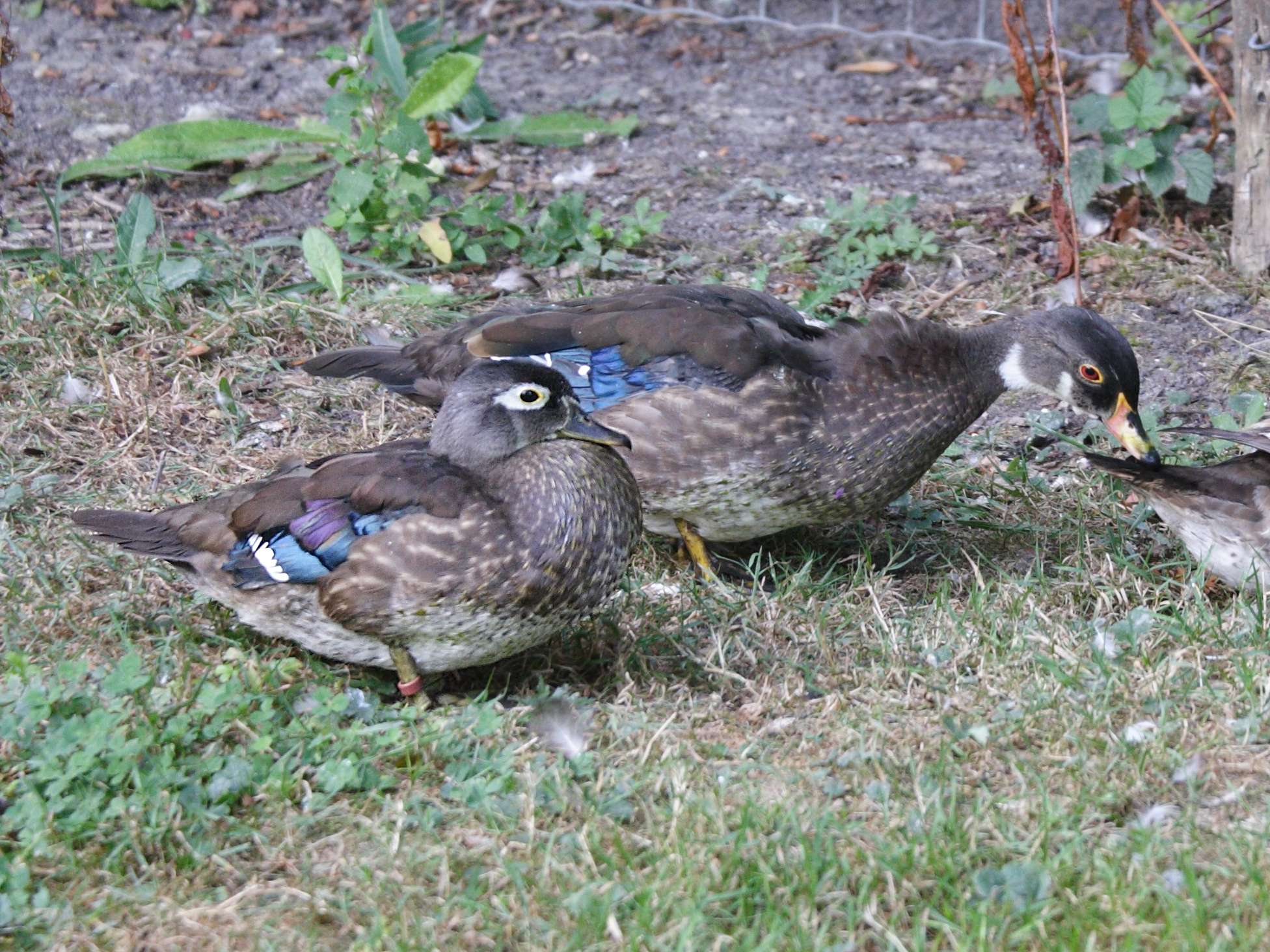 canard_carolin_-_aix_sponsa4md