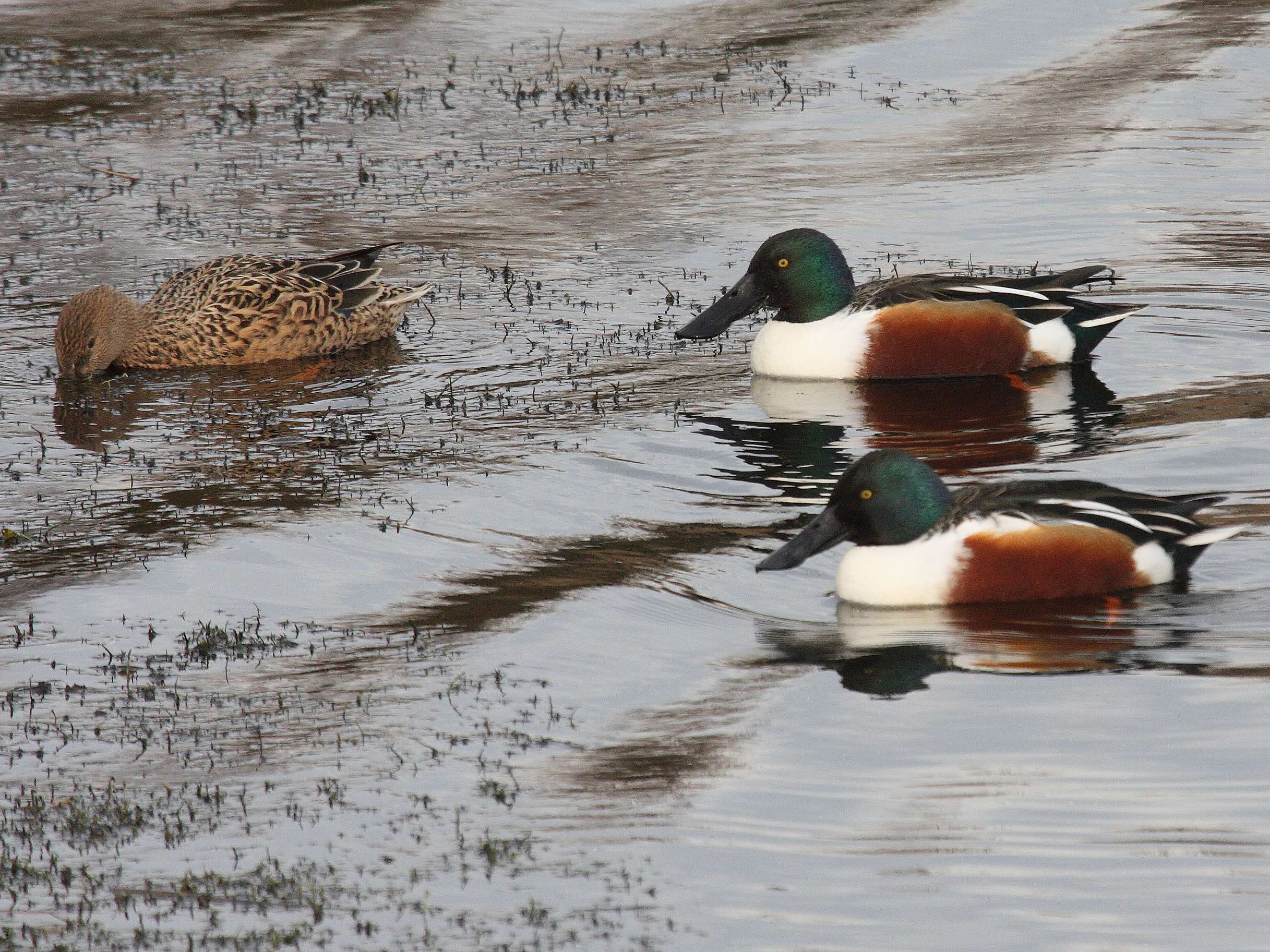 canard_souchet_-_anas_clypeata2bd