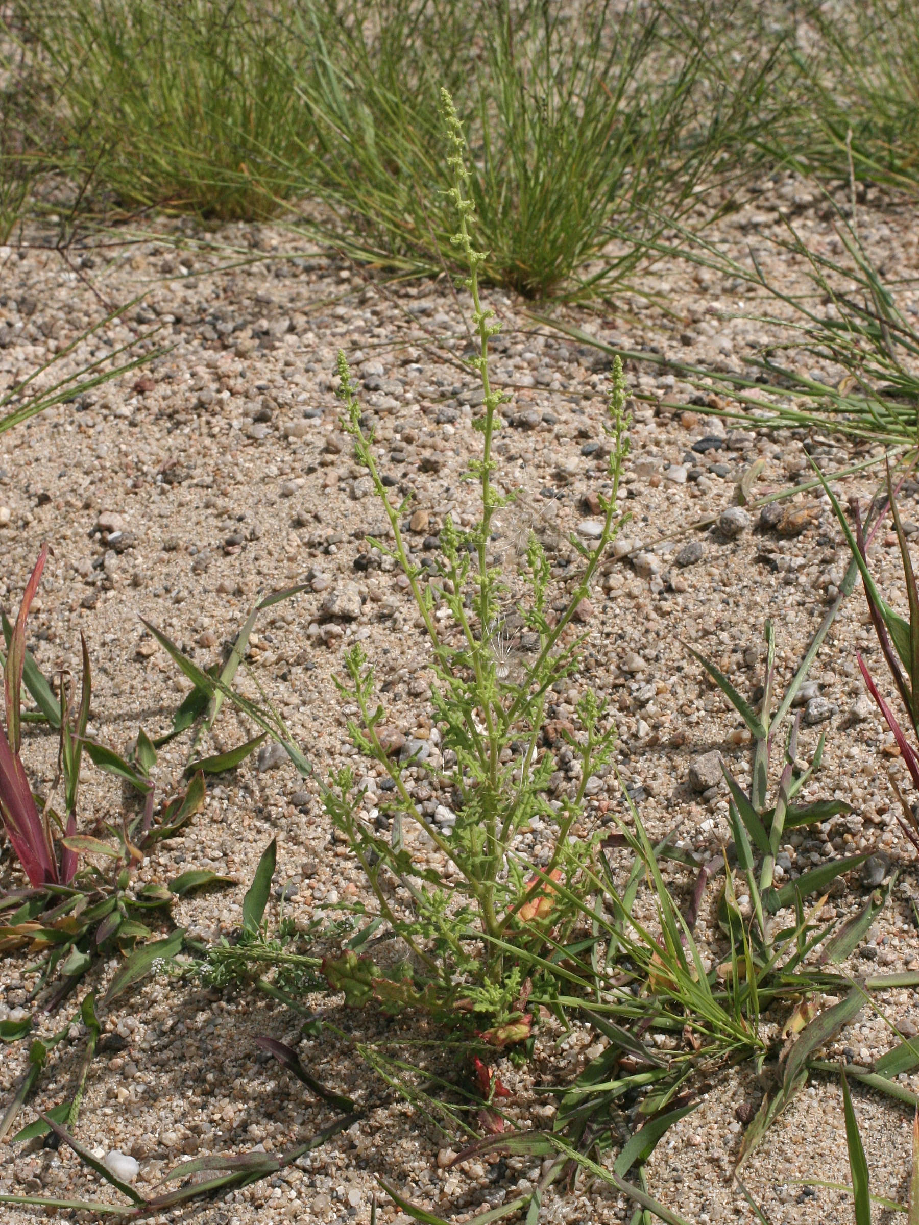 Afficher le média chenopodium_botrys1md chenopodium_botrys1md