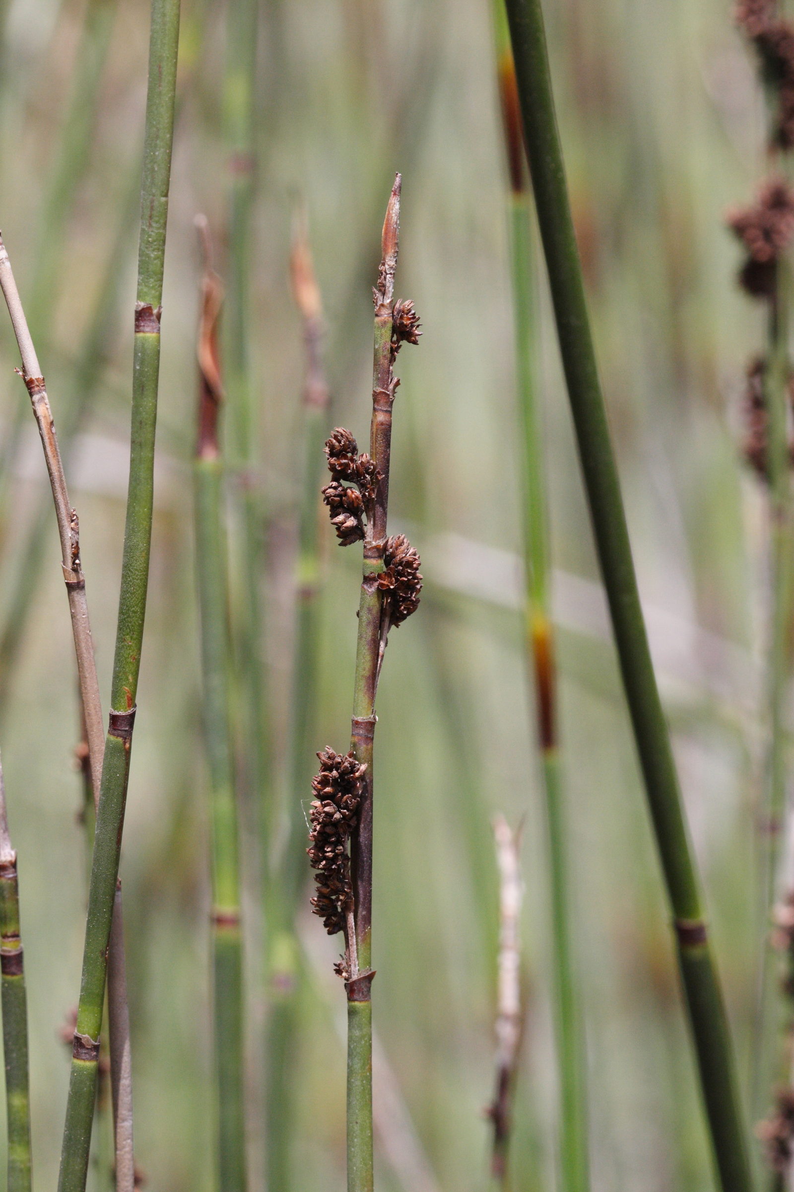 chondropetalum_tectorum3md
