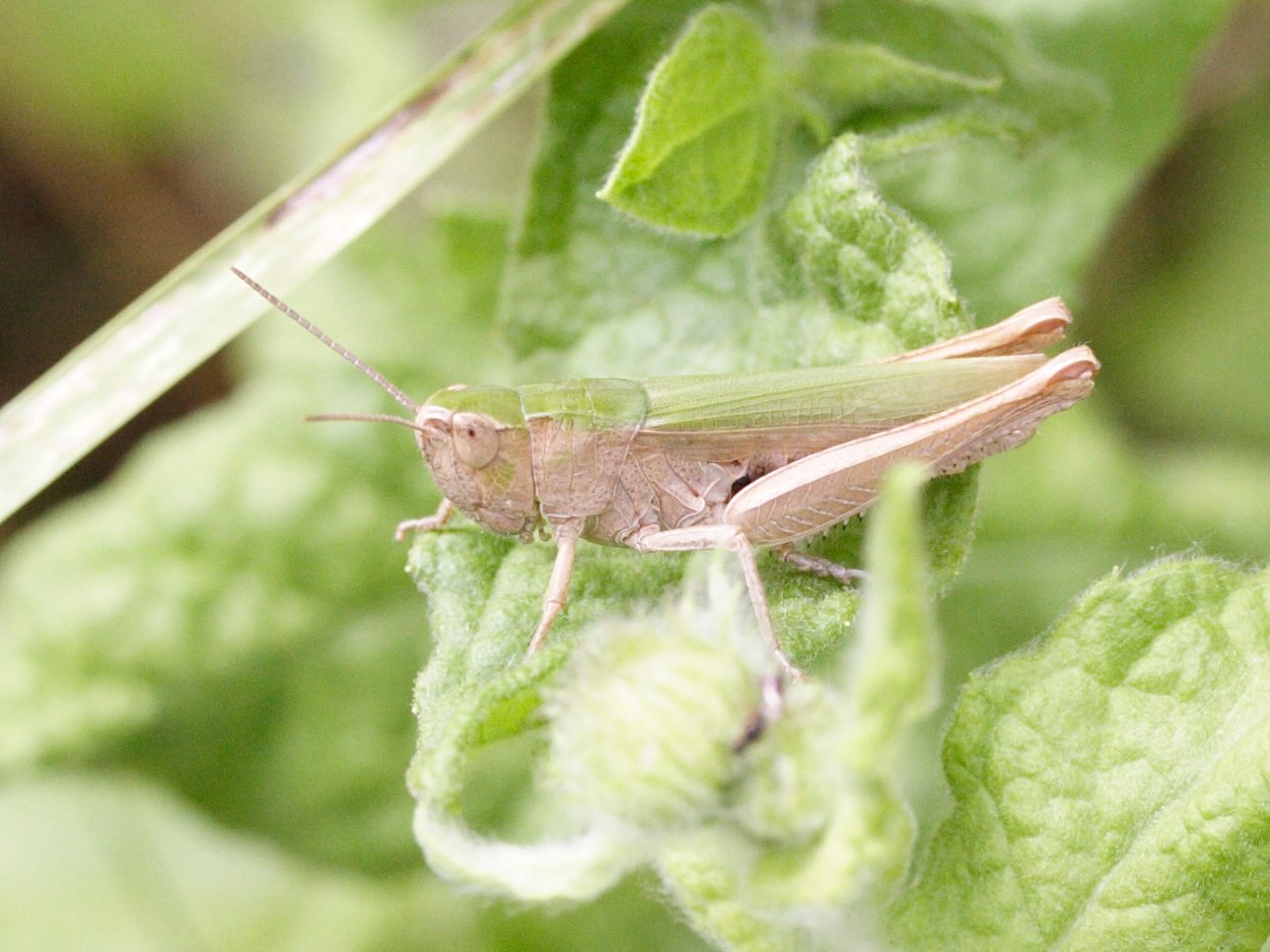 chorthippus_dorsatus2md