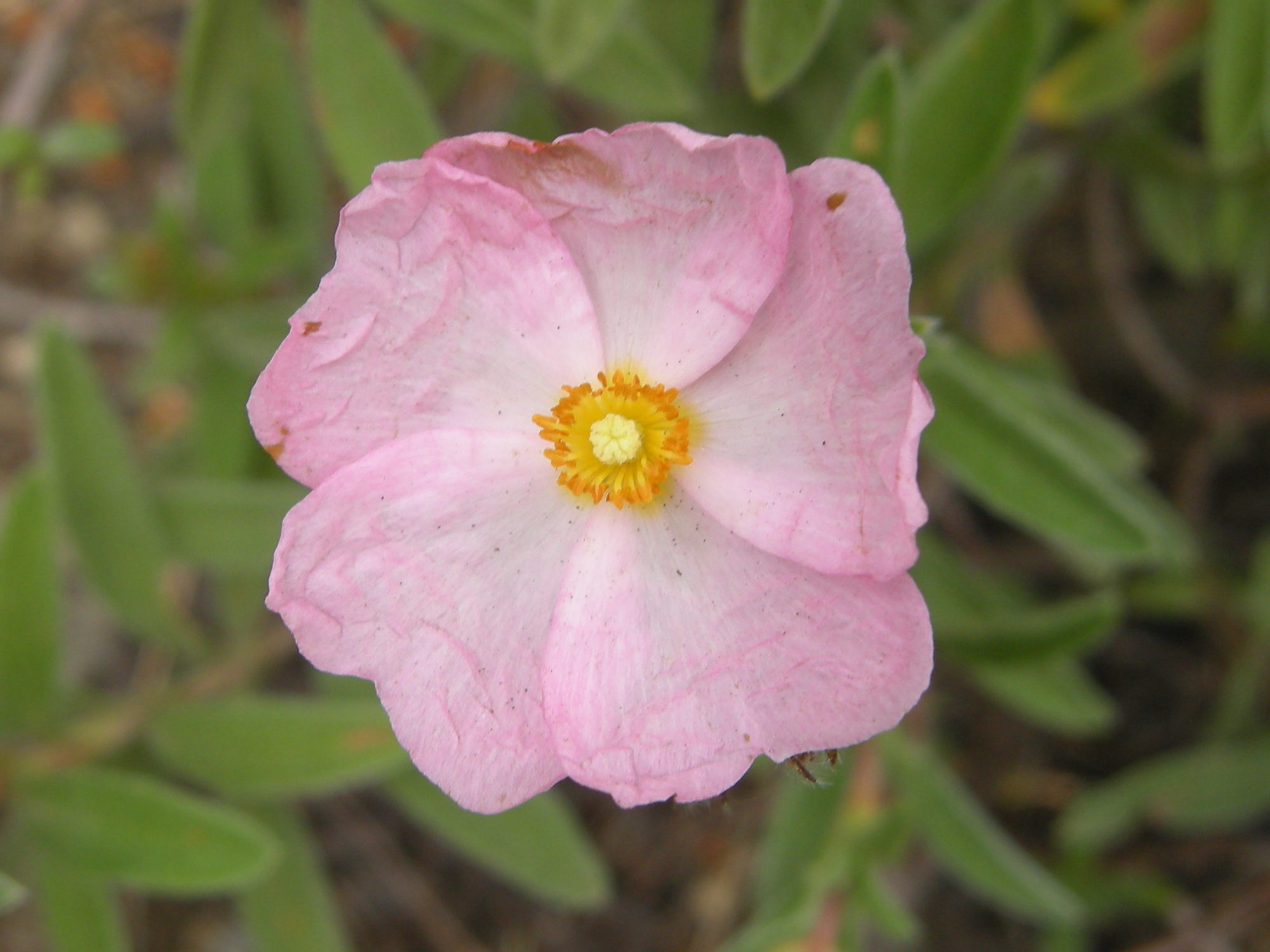 cistus_x_skanbergii2bd