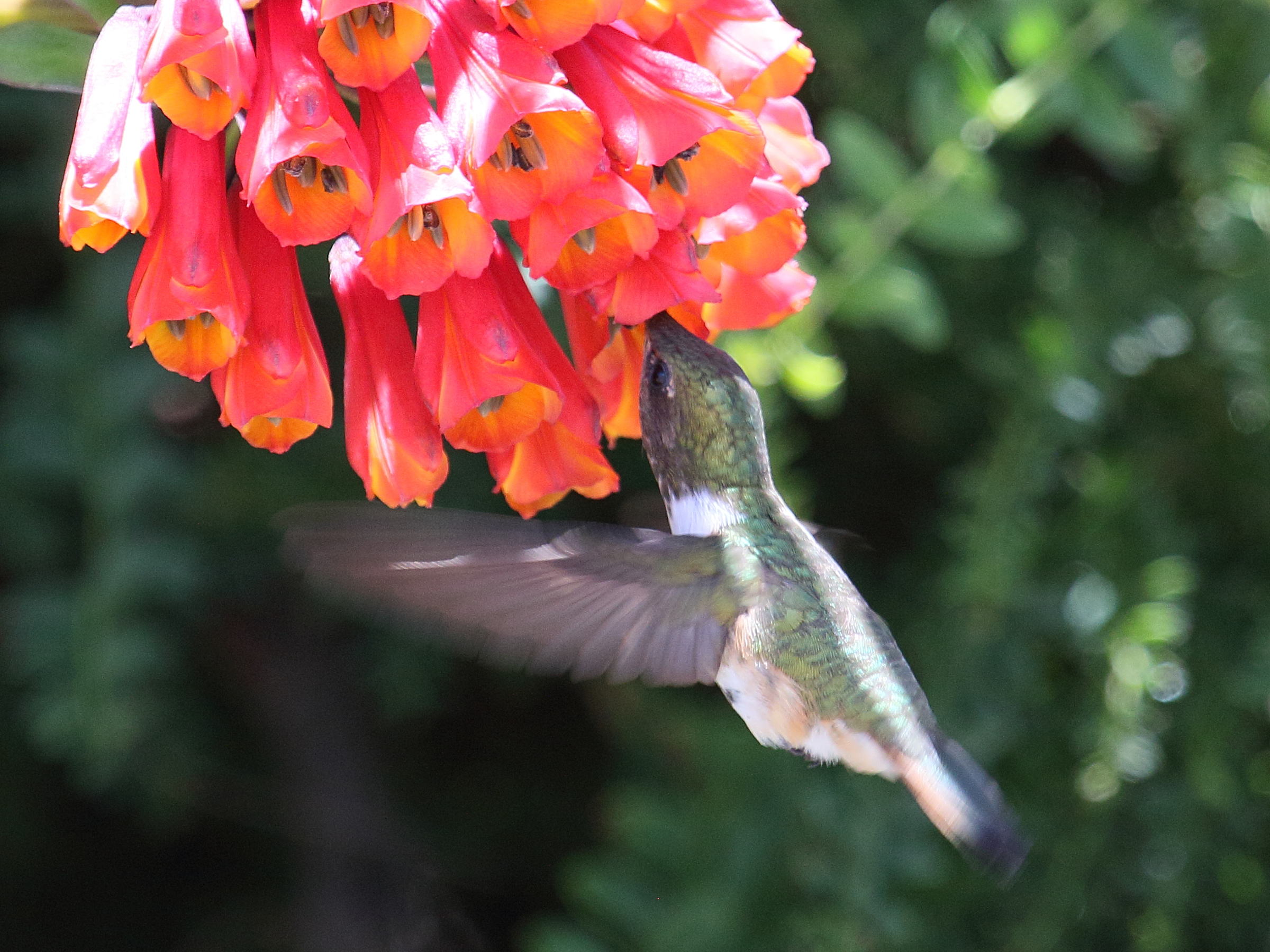 colibri_flammule_-_selasphorus_flammula2bd